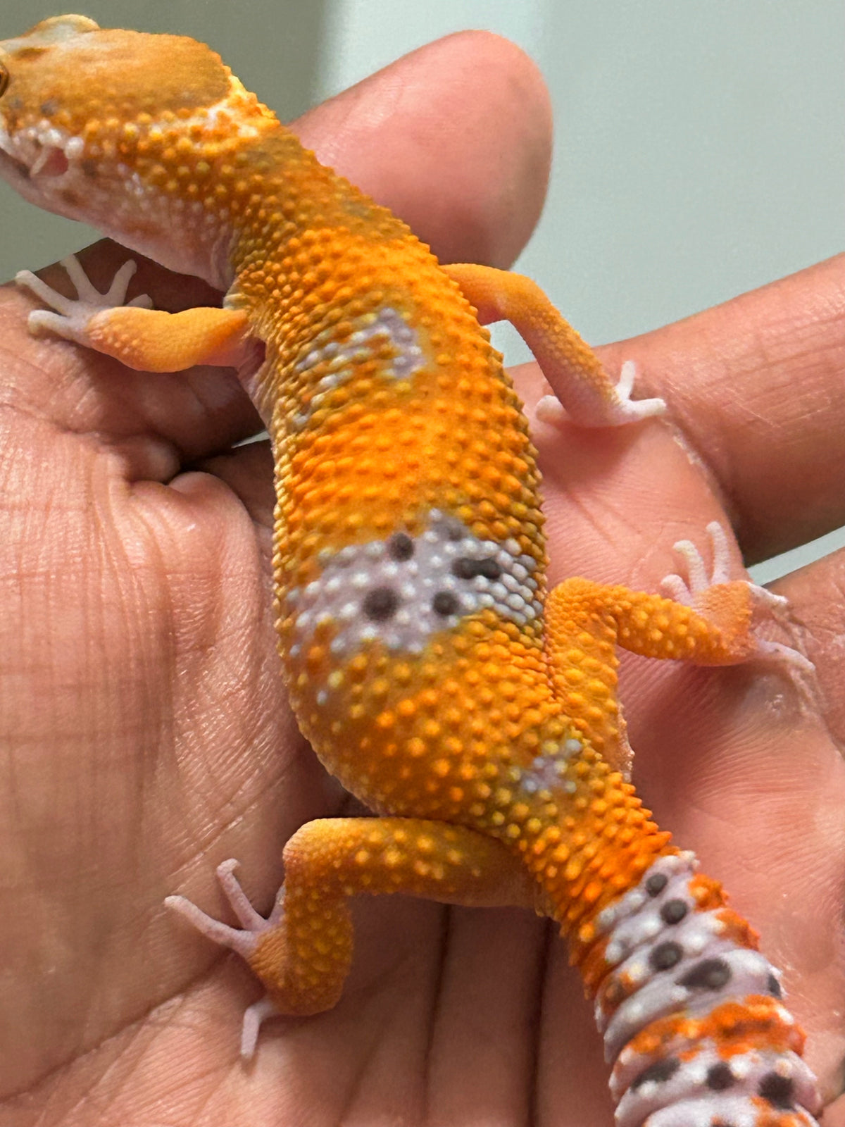 Gecko leopardo Blood inferno hembra