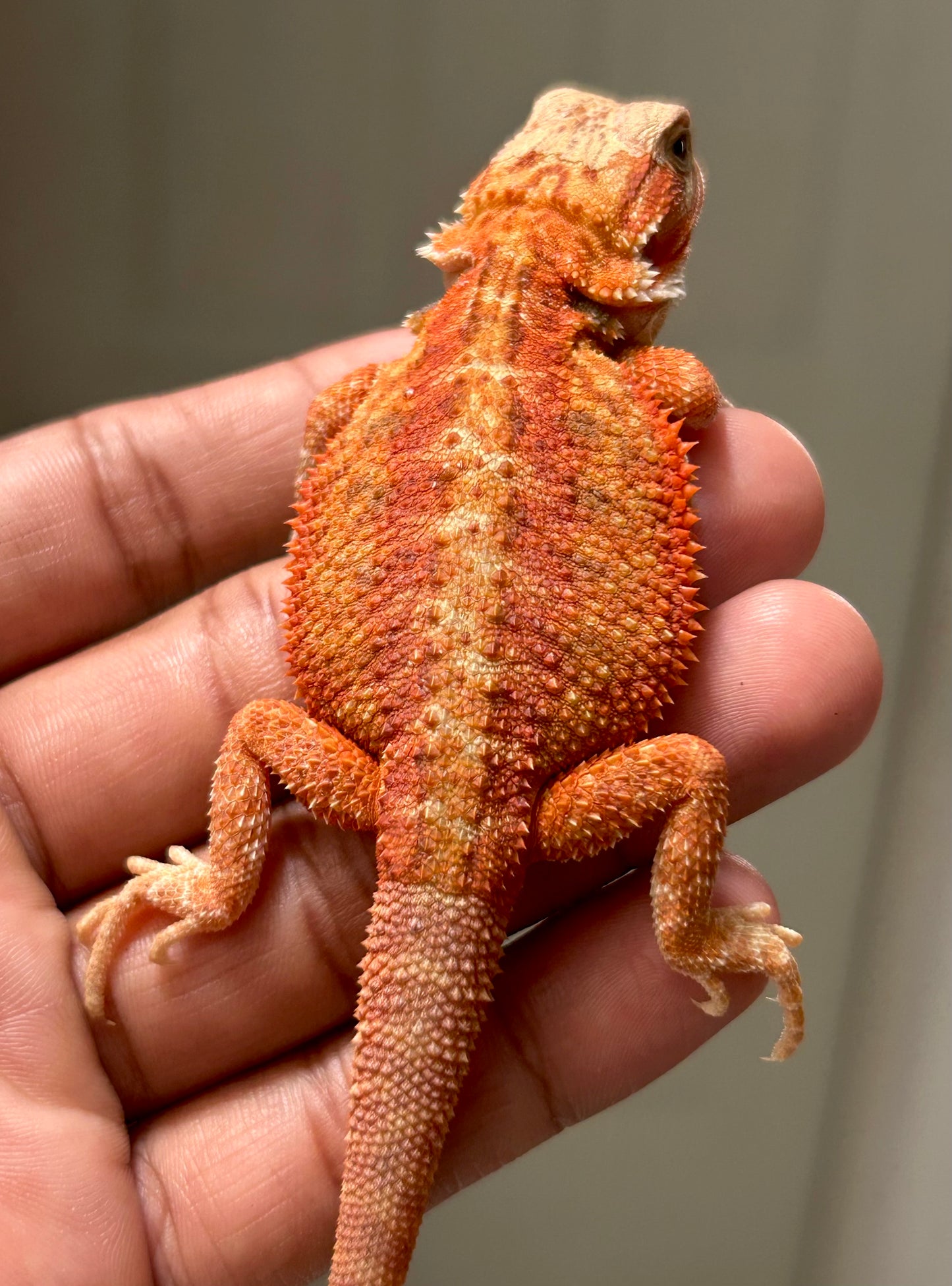 Pogona Chamuco hypo trans macho