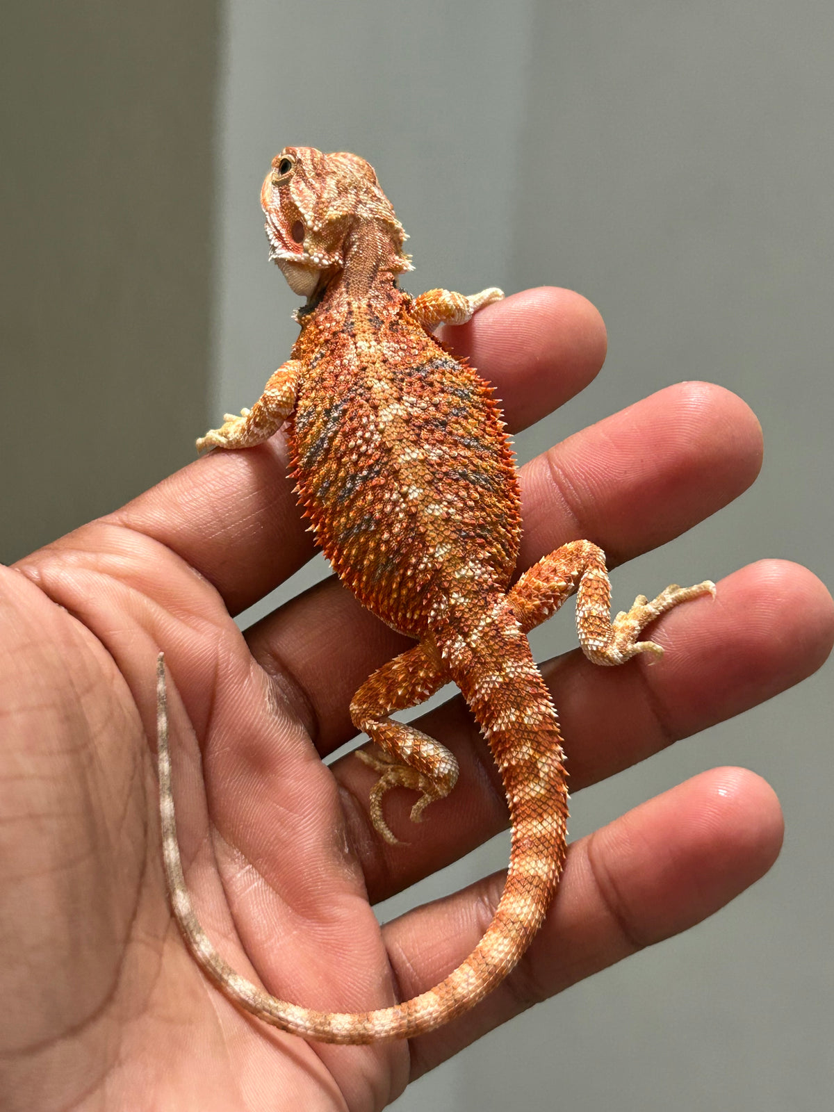 Pogona Chamuco hembra