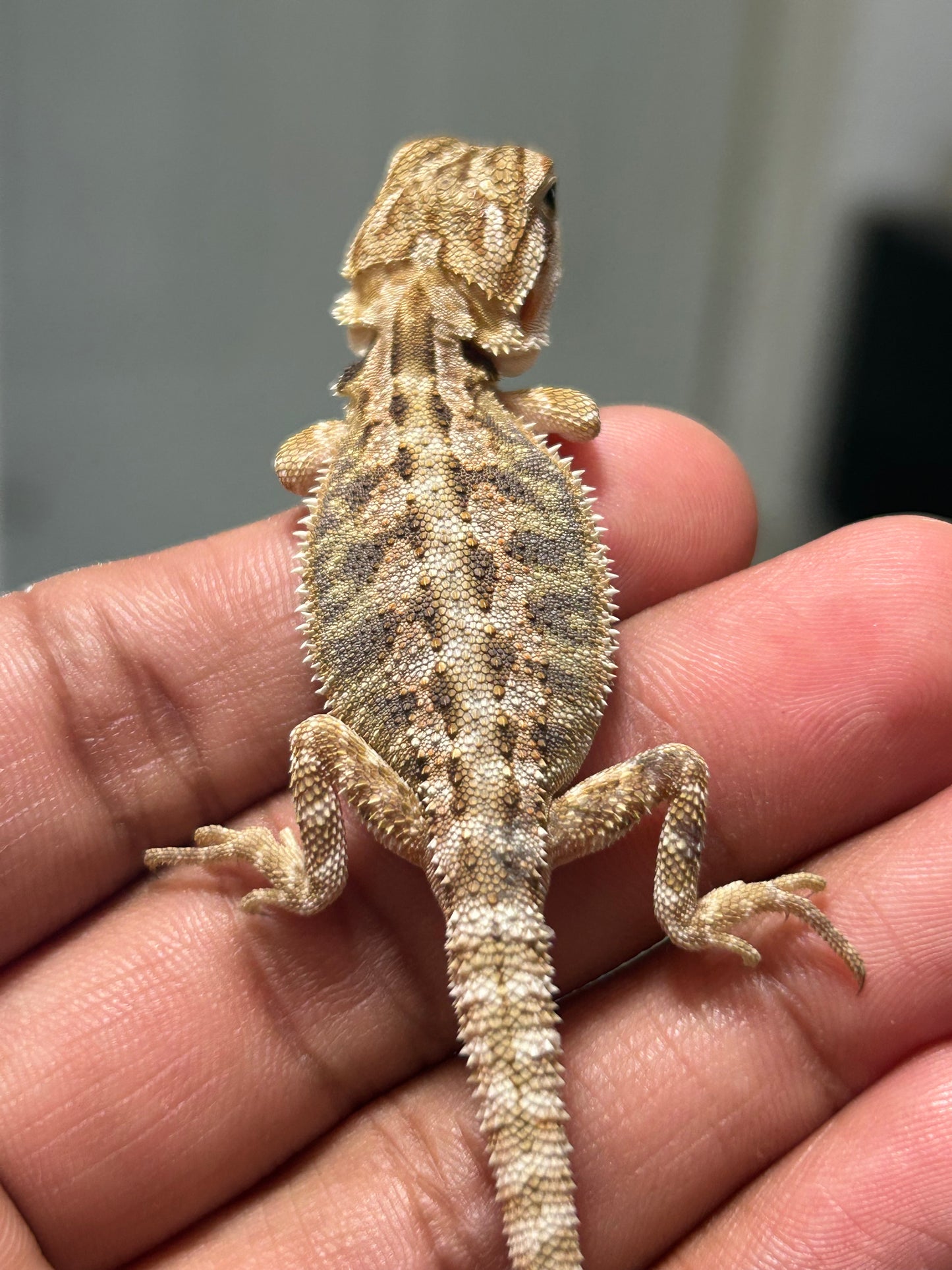 Pogona nominal het hypo/witblits hembra