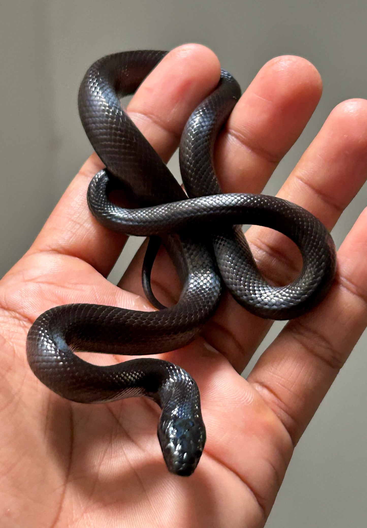 Serpiente Rey Negra Mexicana macho