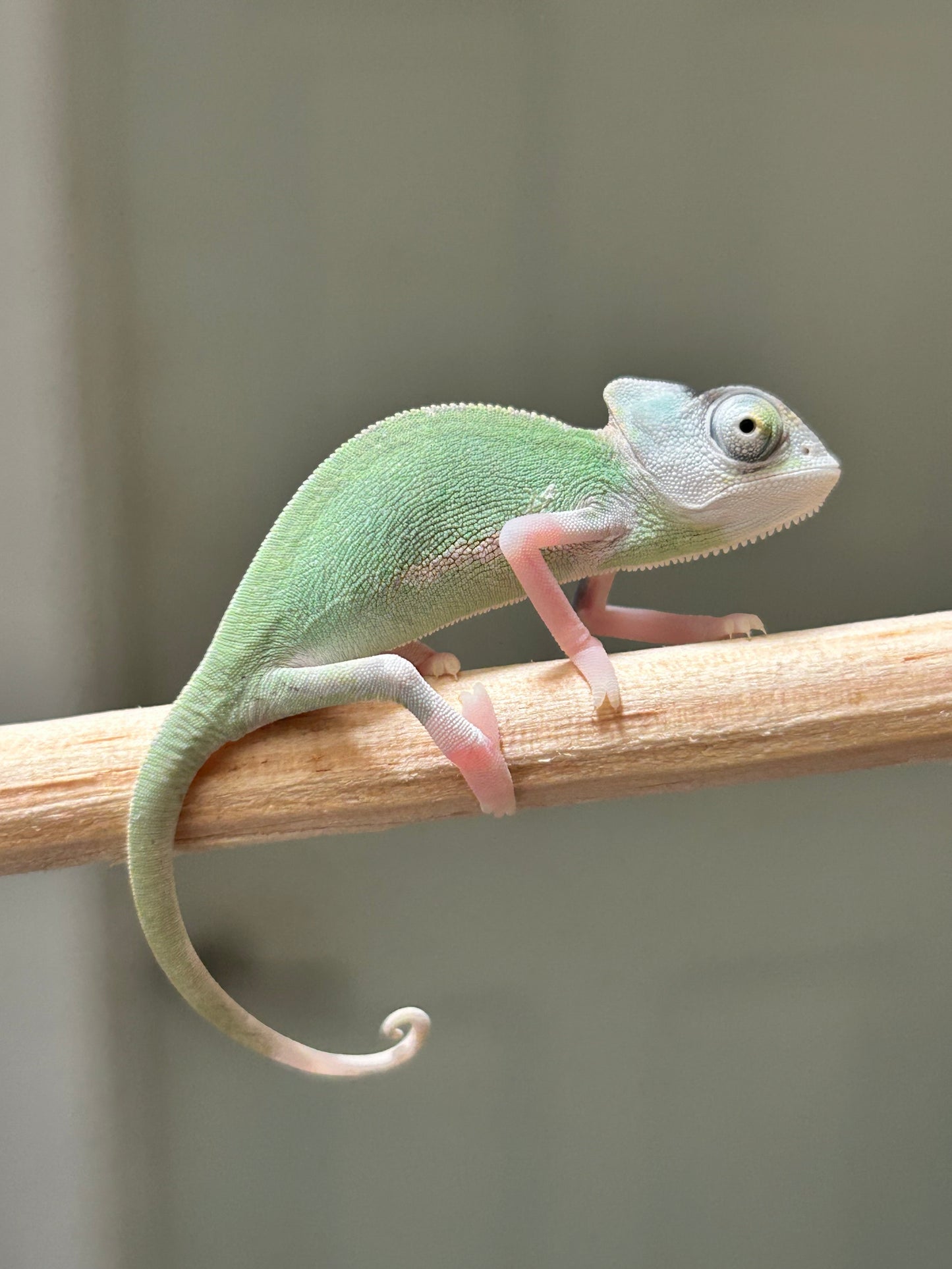 Camaleón de velo high pied macho cría