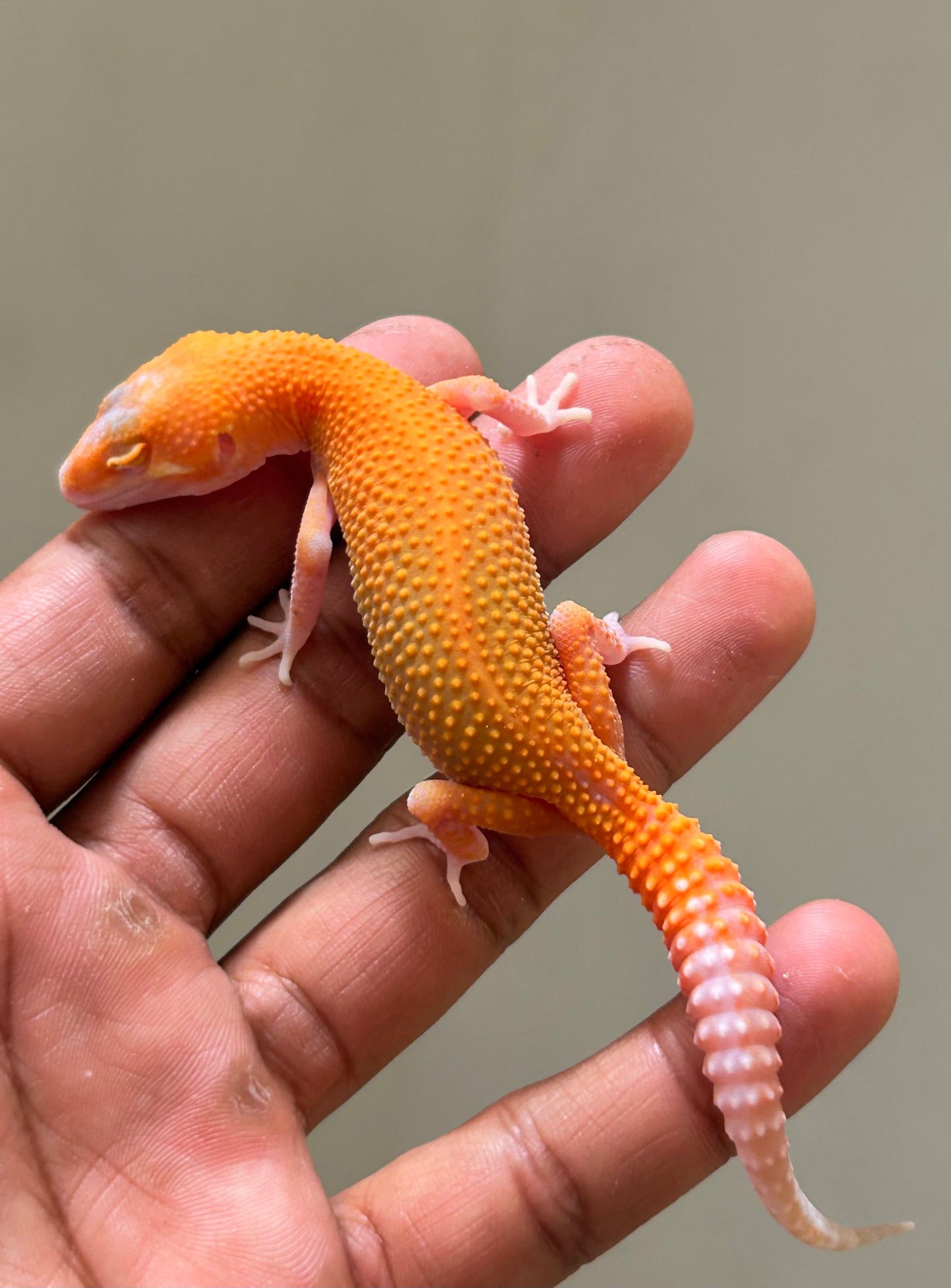 Gecko Leopardo blood raptor macho