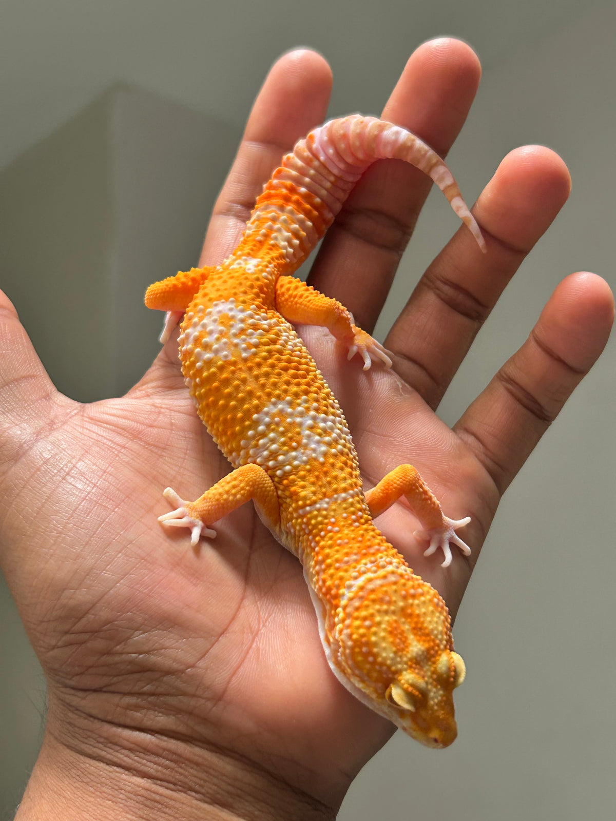 Gecko leopardo Blood Tremper macho