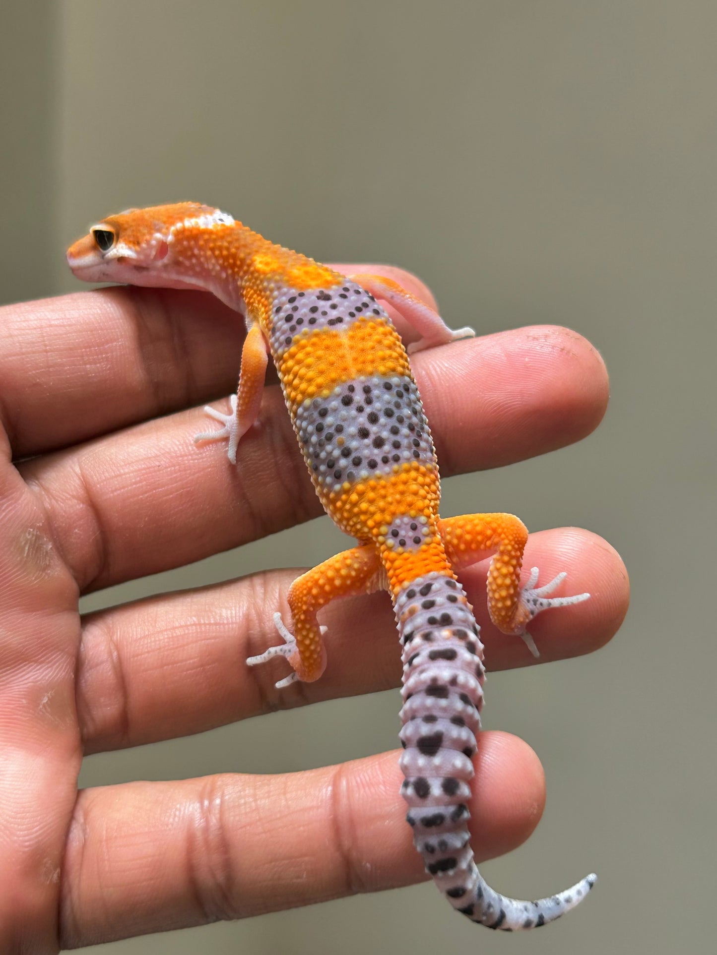 Gecko leopardo Blood inferno macho