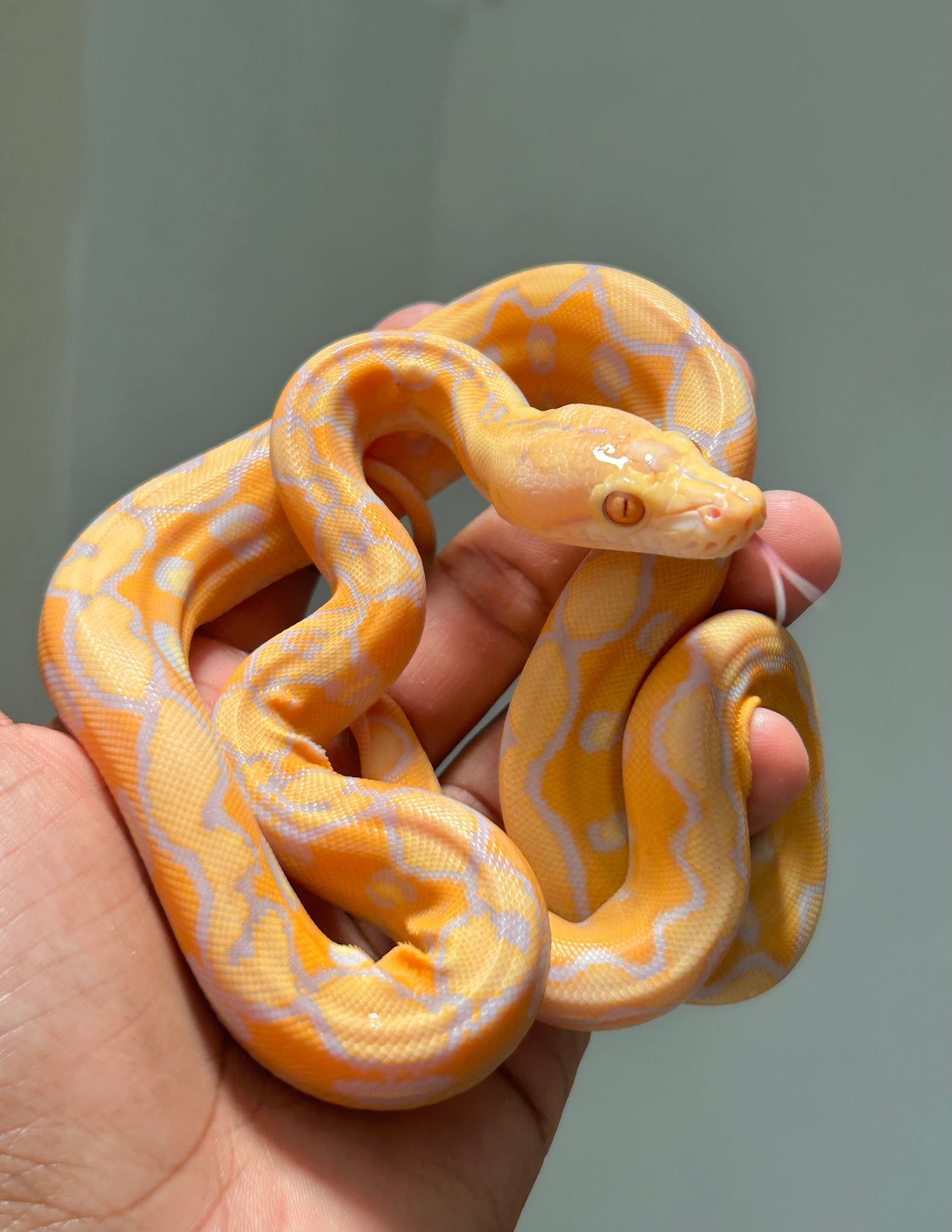 Pitón reticulada lavender sunfire poss het antrax hembra