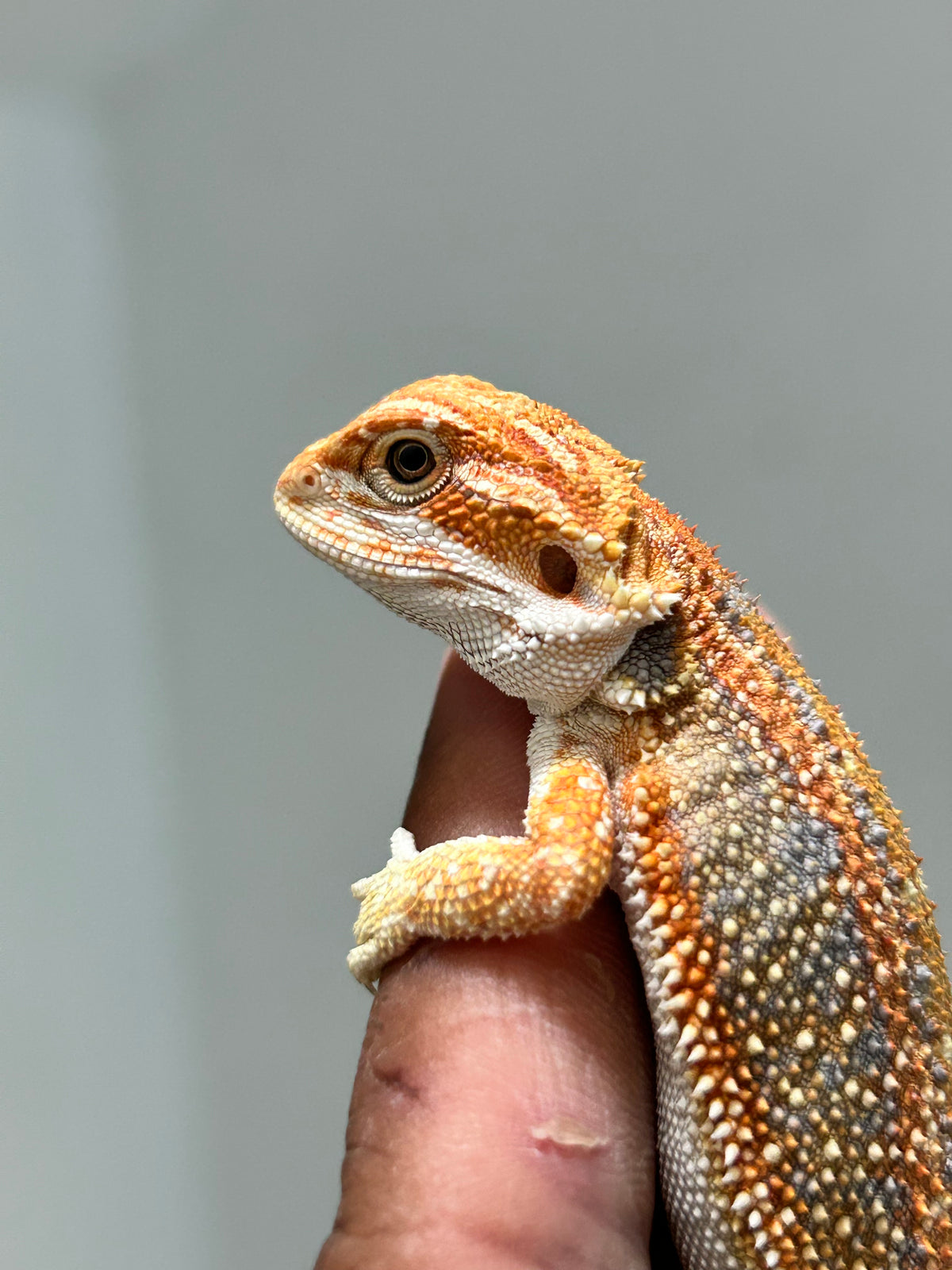 Pogona Orange hembra