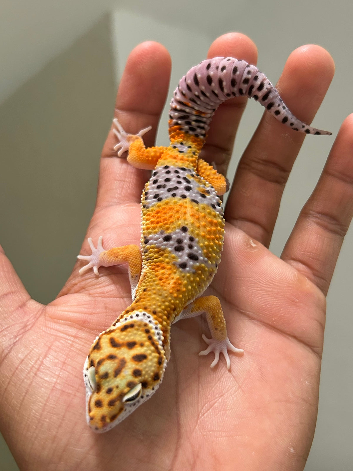 Gecko leopardo Blood macho