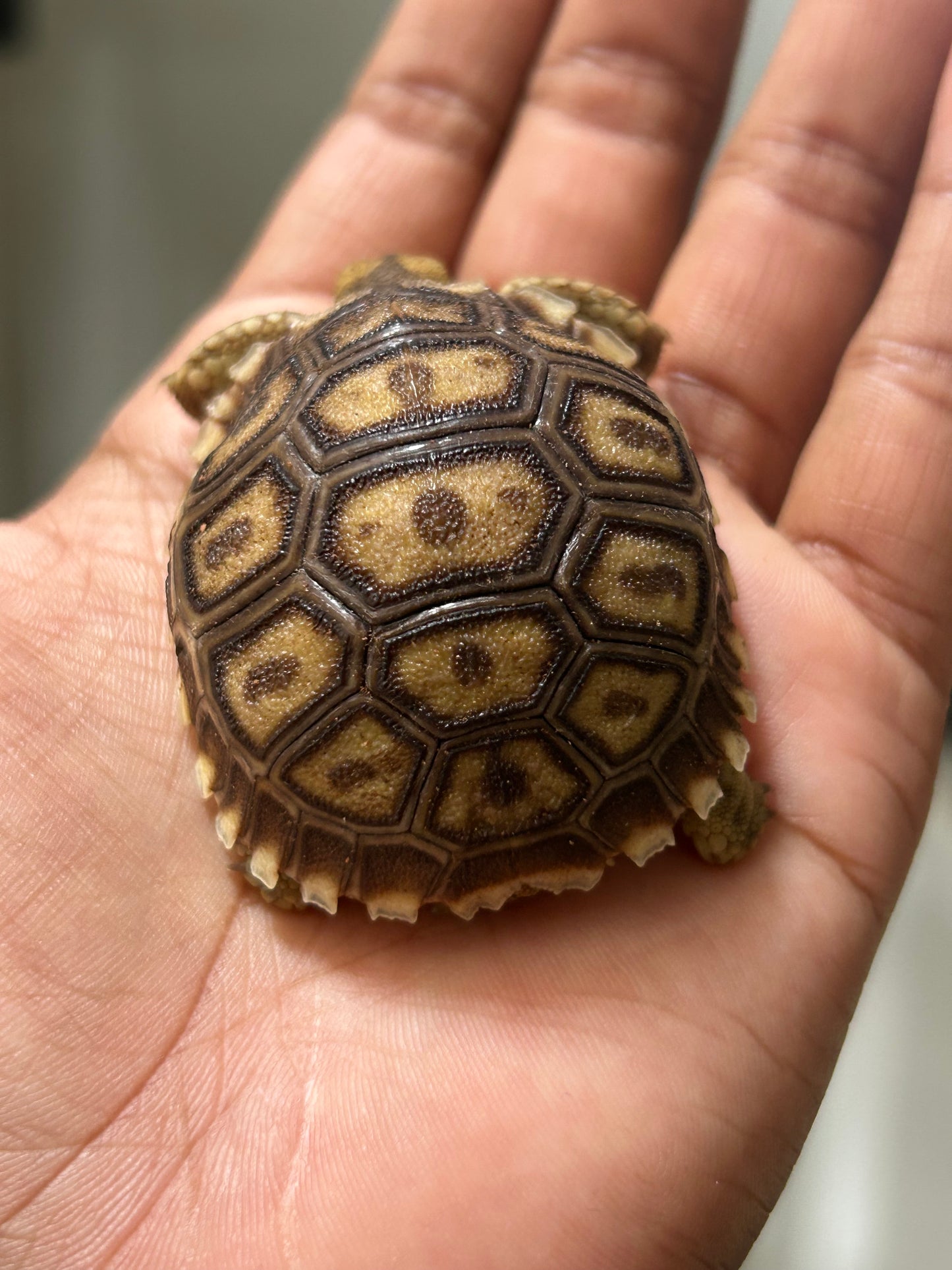 Tortuga sulcata cría