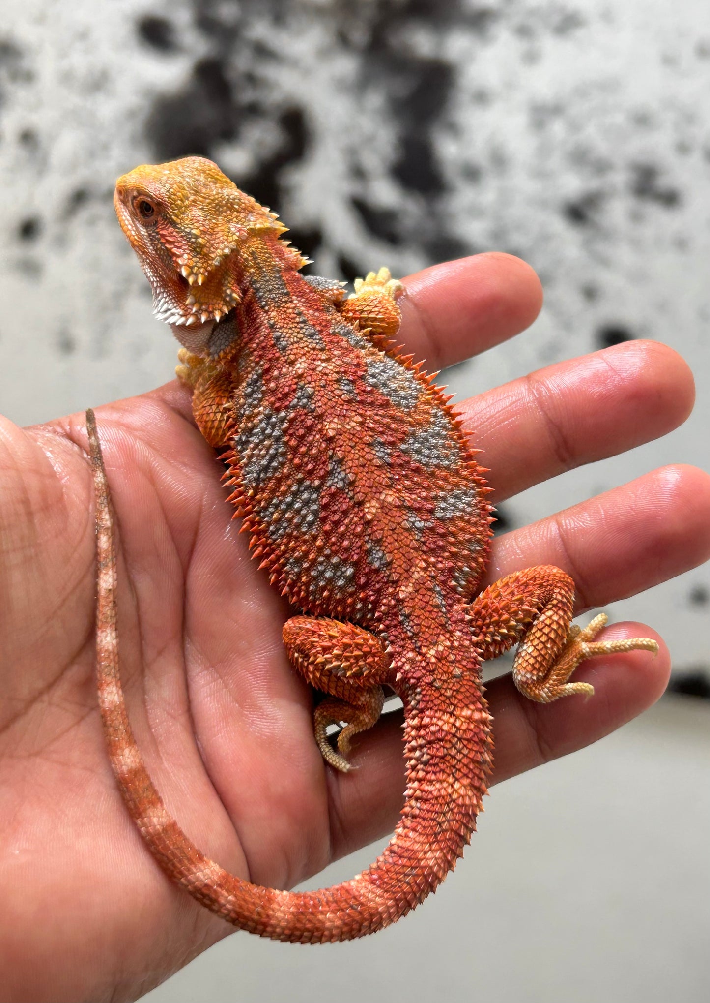 Pogona Red Hypo Blue Tiger Macho