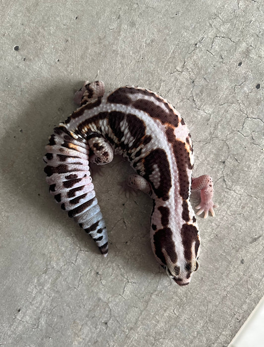 Gecko cola gorda White out stripe 100% het amel/oreo macho