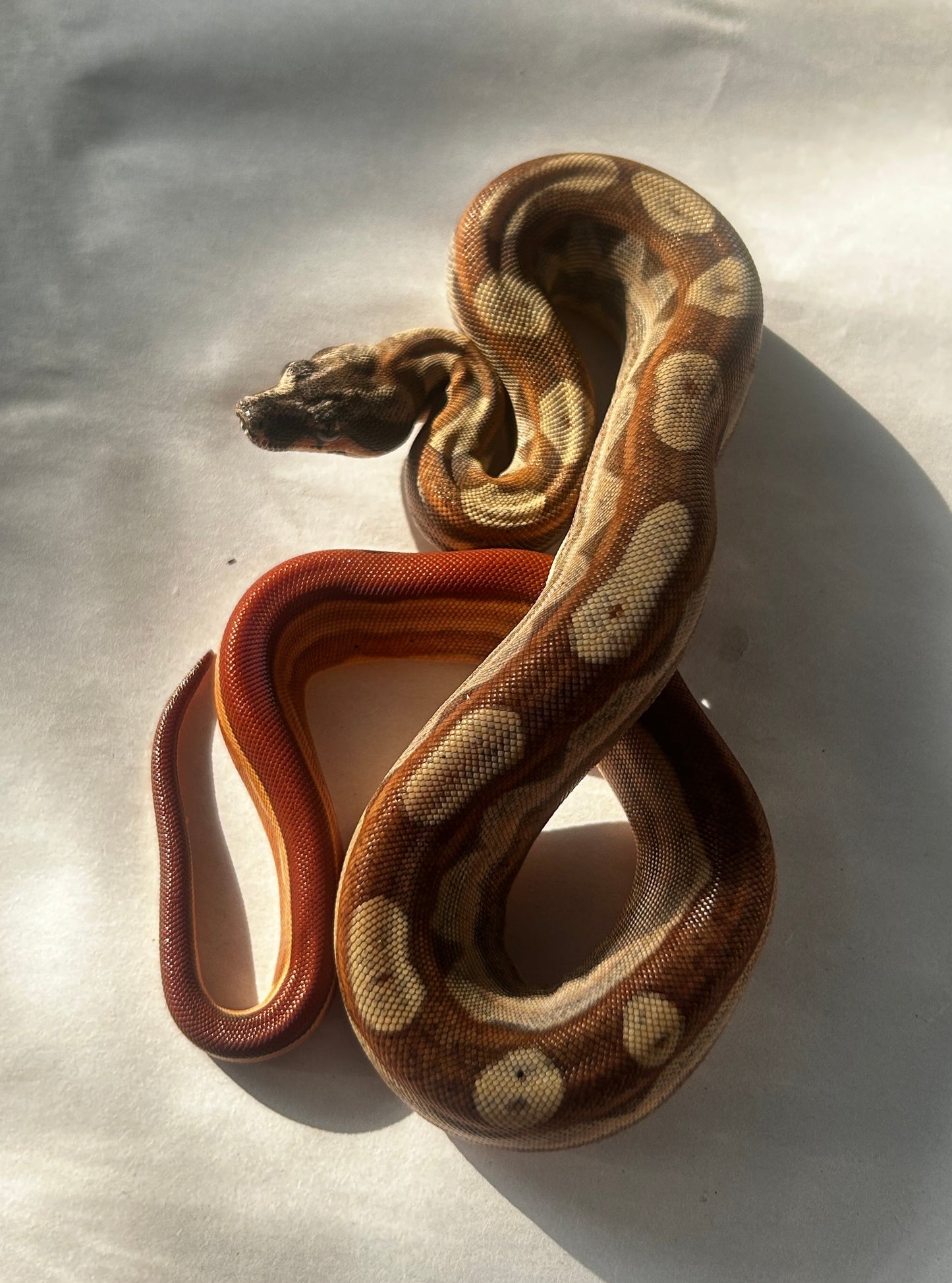 Boa Hypo Motley hembra - alfareptiles
