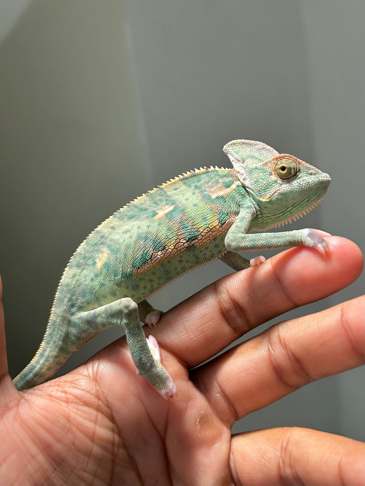 Camaleón de velo low pied macho - alfareptiles