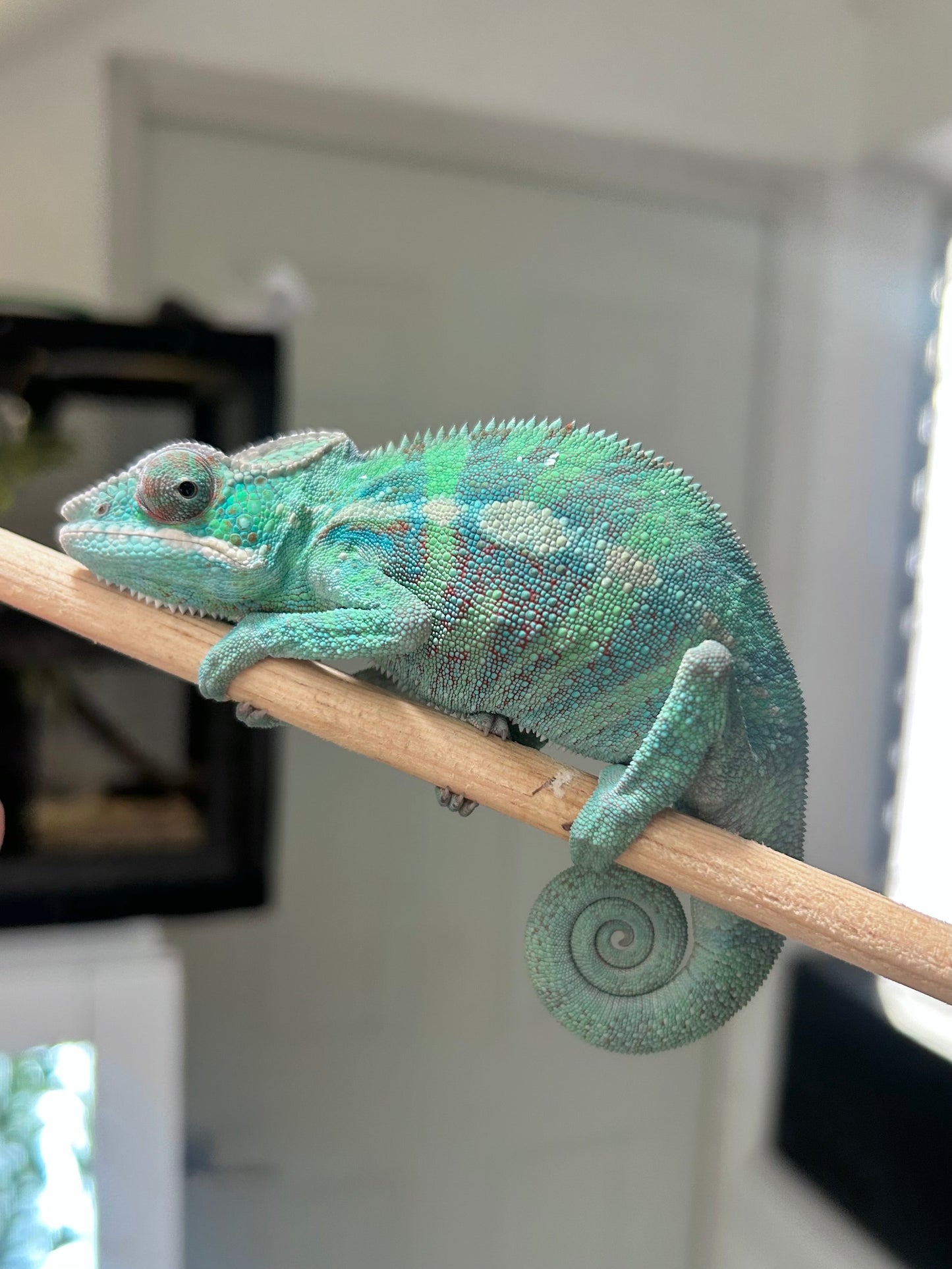 Camaleón pantera ambanja macho - alfareptiles
