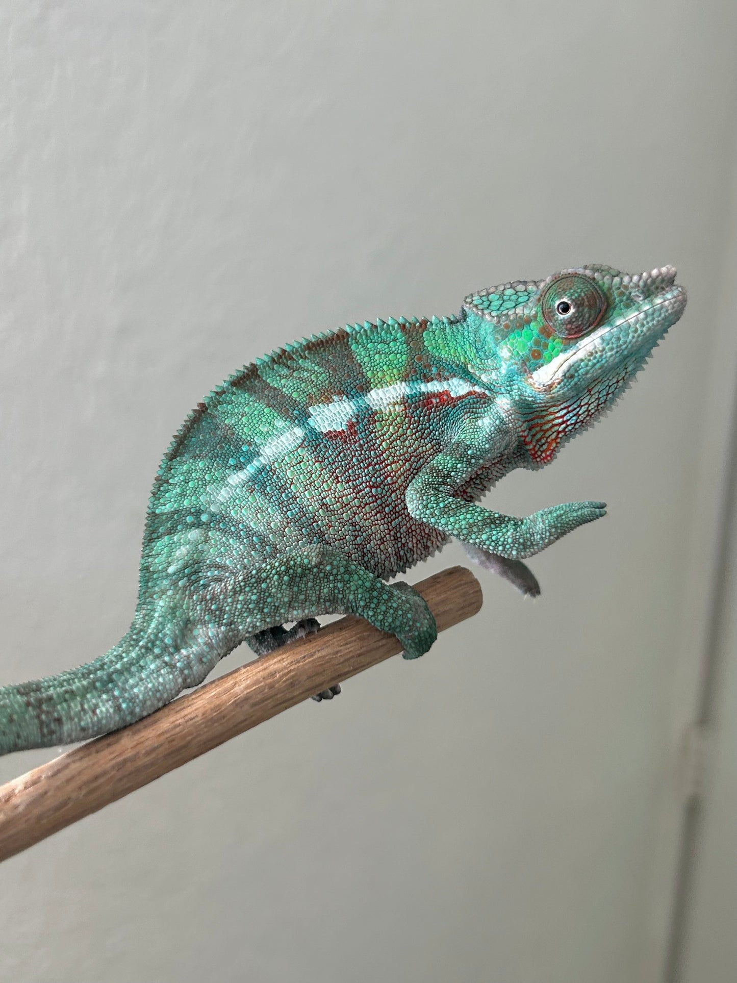 Camaleón pantera ambanja macho - alfareptiles