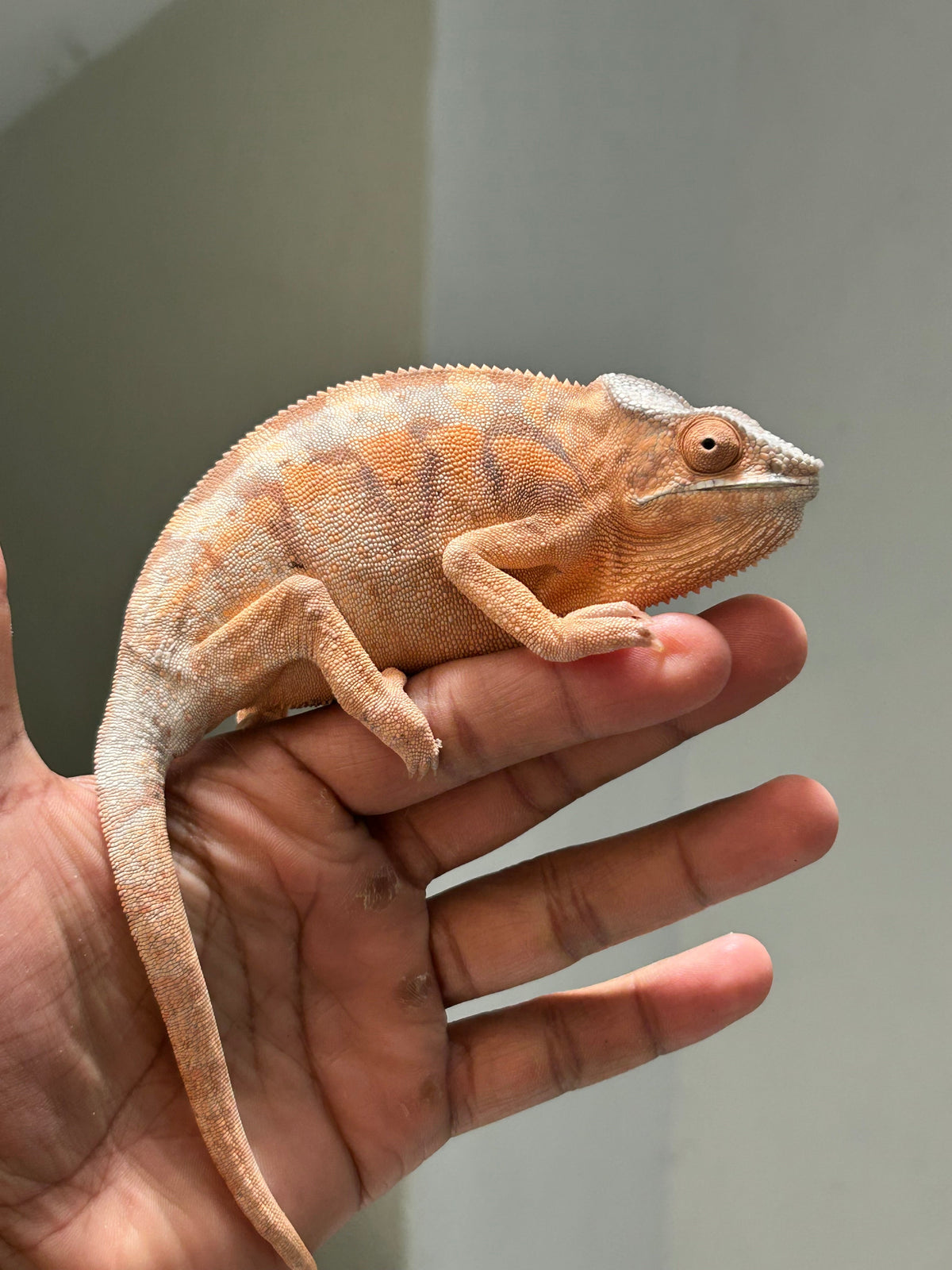 Camaleón pantera ambilobe hembra - alfareptiles