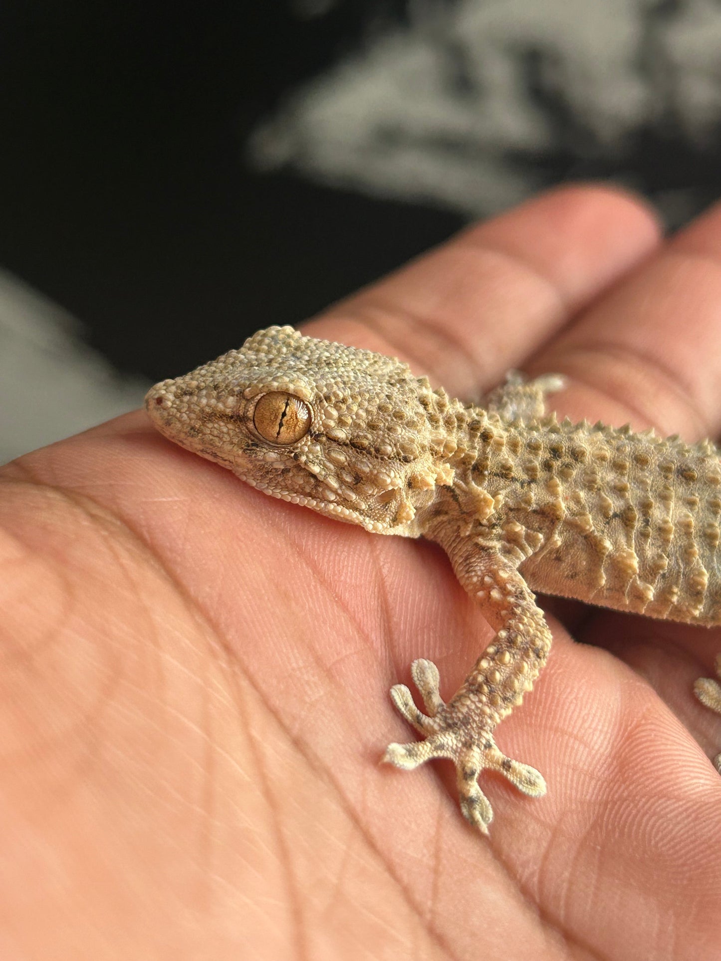 Gecko cocodrilo macho - alfareptiles