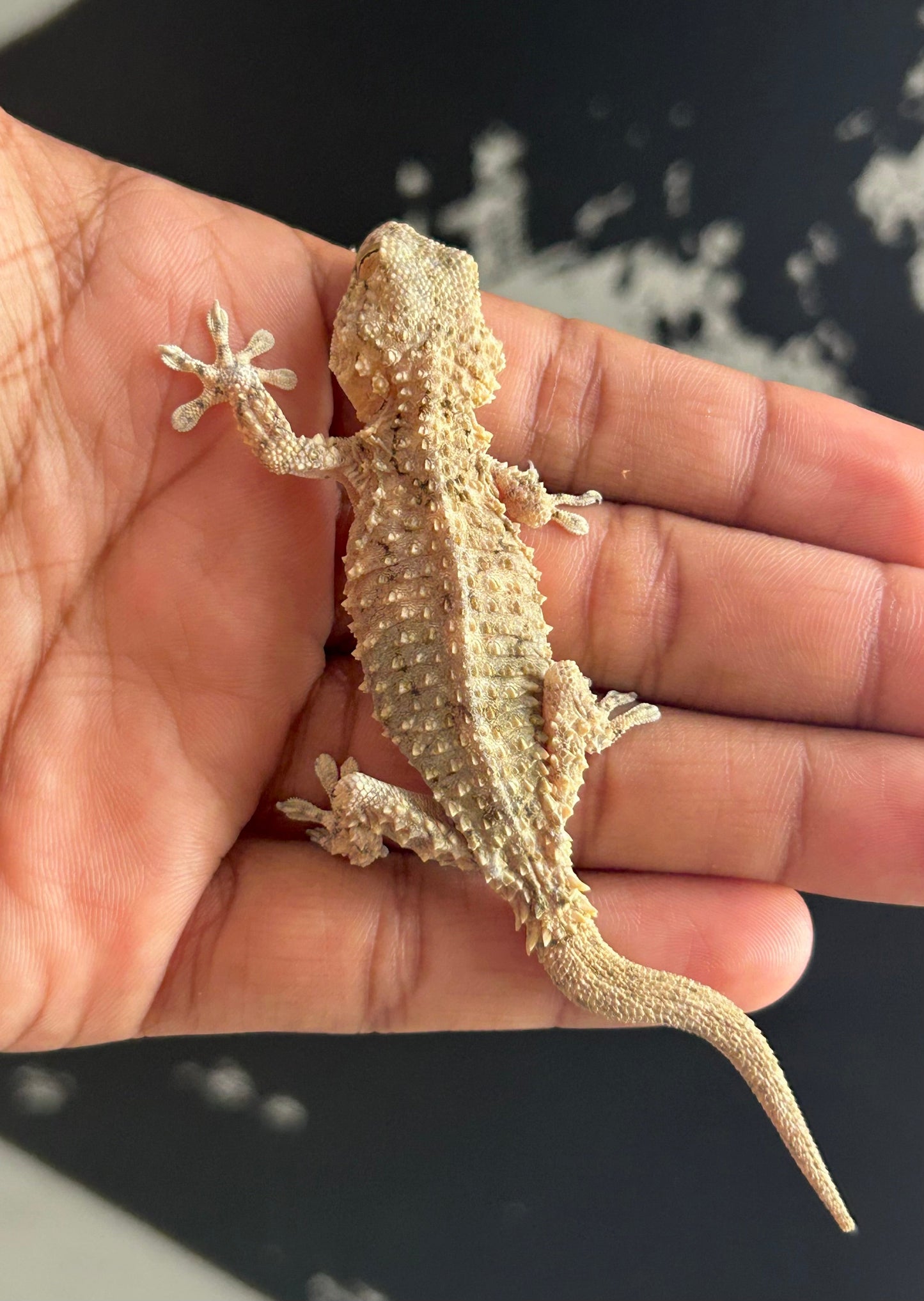 Gecko cocodrilo macho - alfareptiles
