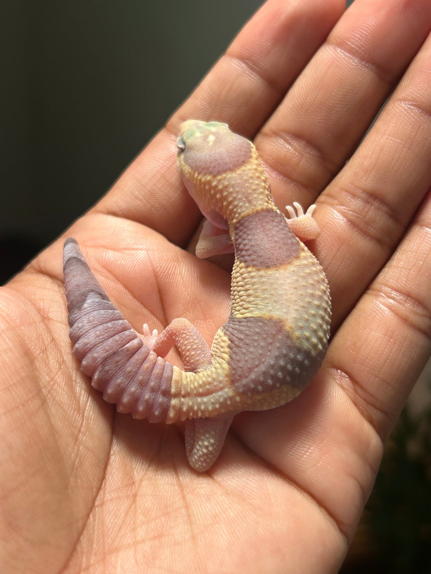 Gecko cola gorda amel - alfareptiles
