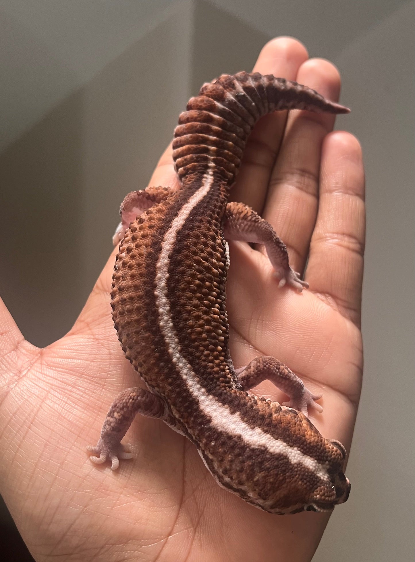 Gecko cola gorda Patternless stripe het oreo hembra adulta - alfareptiles