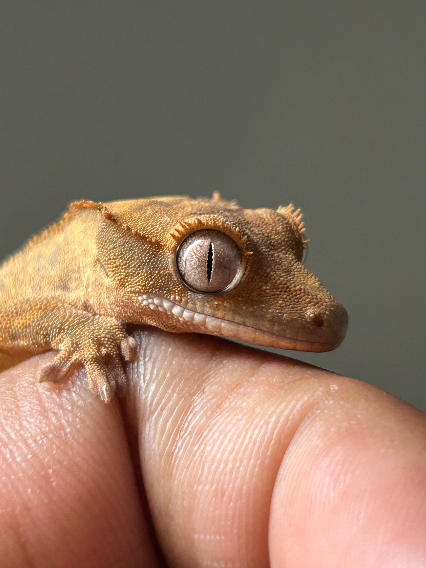 Gecko crestado harlequin macho - alfareptiles