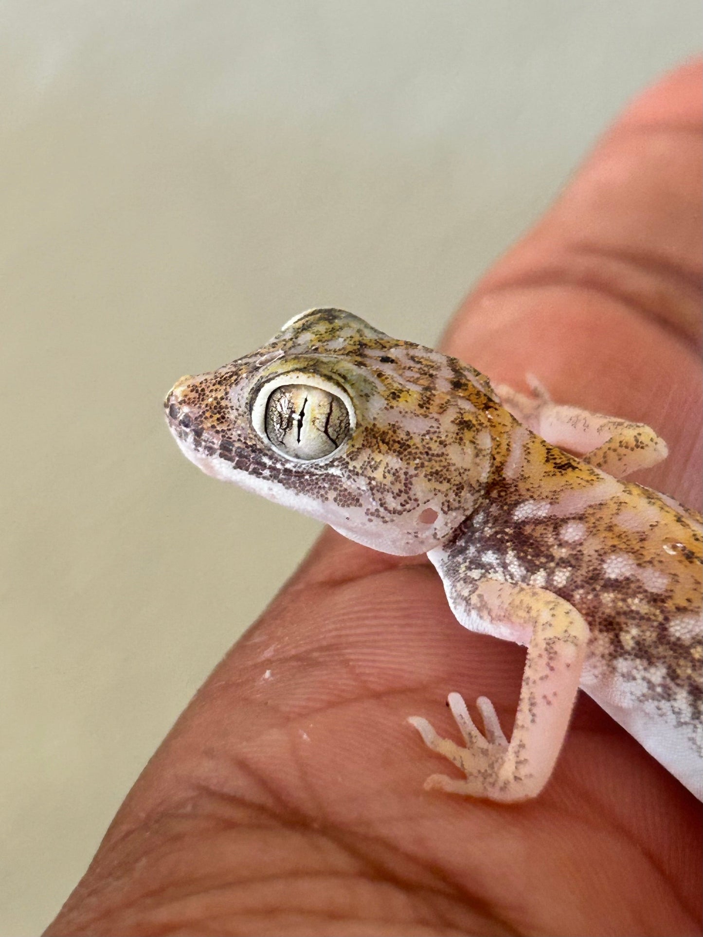 Gecko de duna hembra - alfareptiles