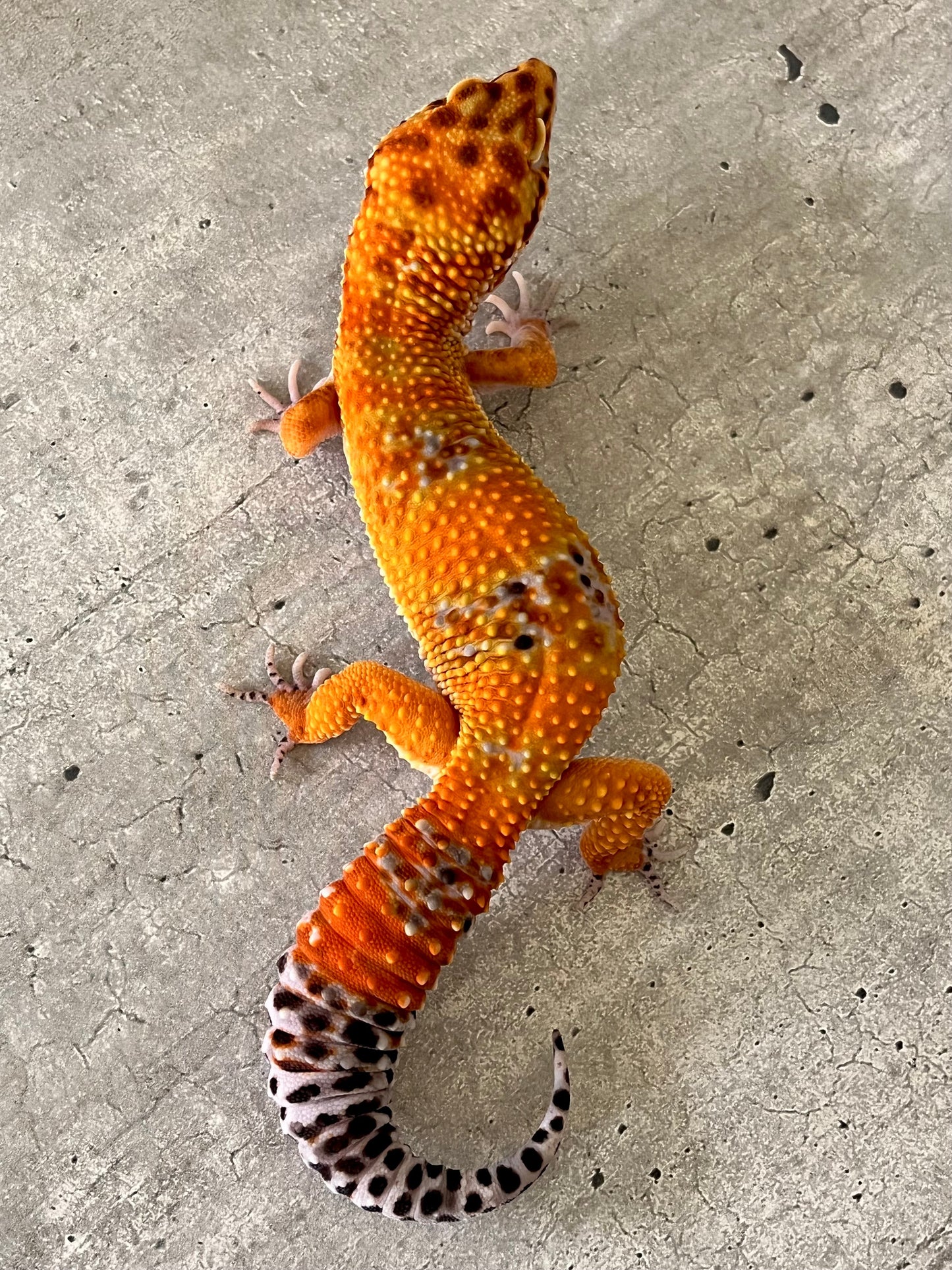 Gecko leopardo Blood inferno macho - alfareptiles