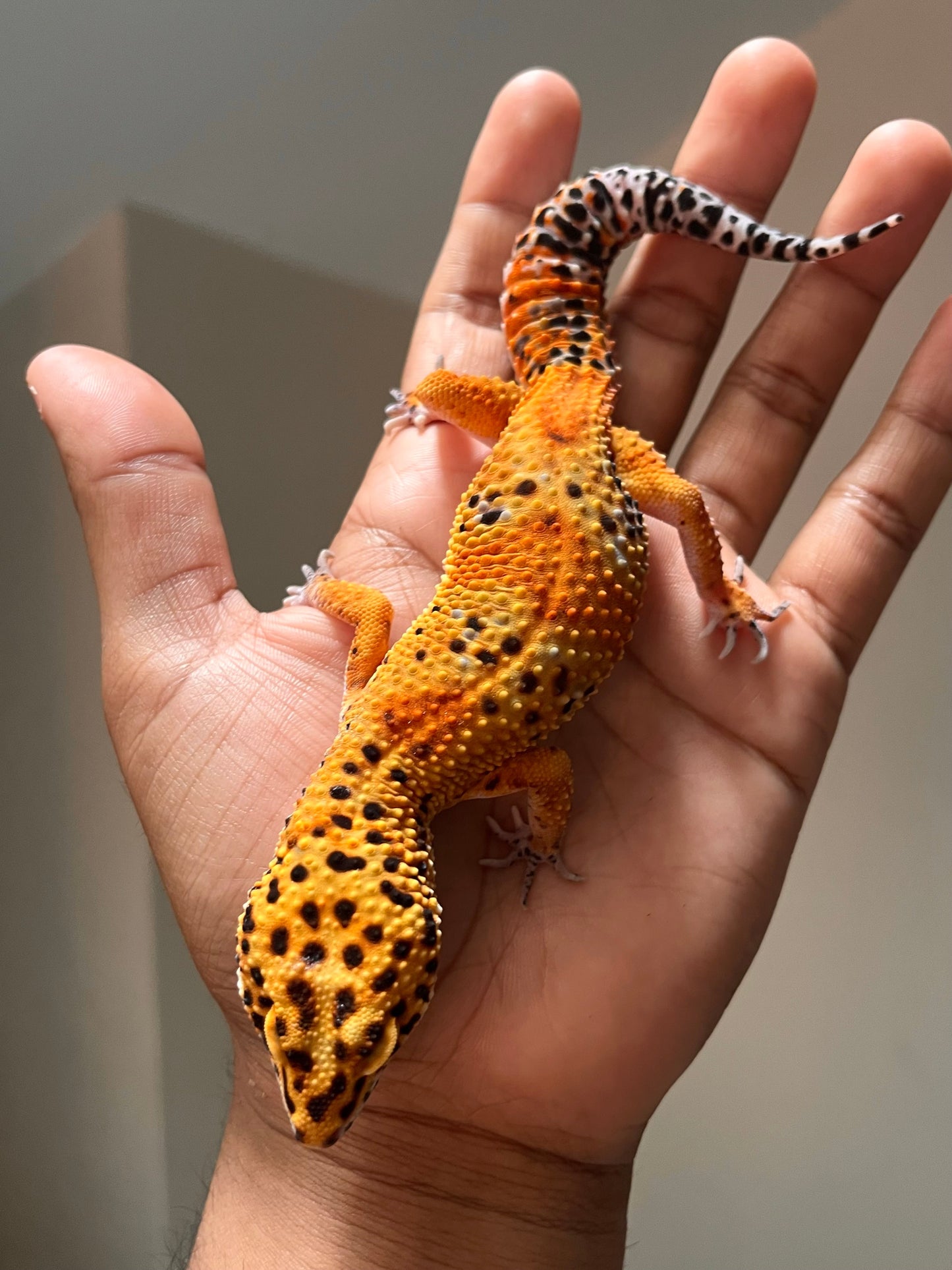 Gecko leopardo blood inferno NDBE macho - alfareptiles