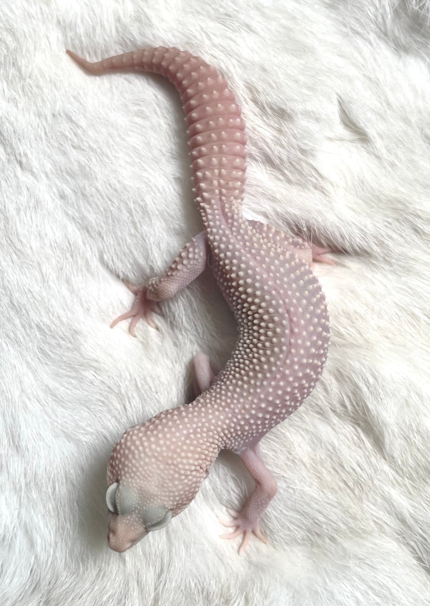 Gecko leopardo diablo blanco macho - alfareptiles