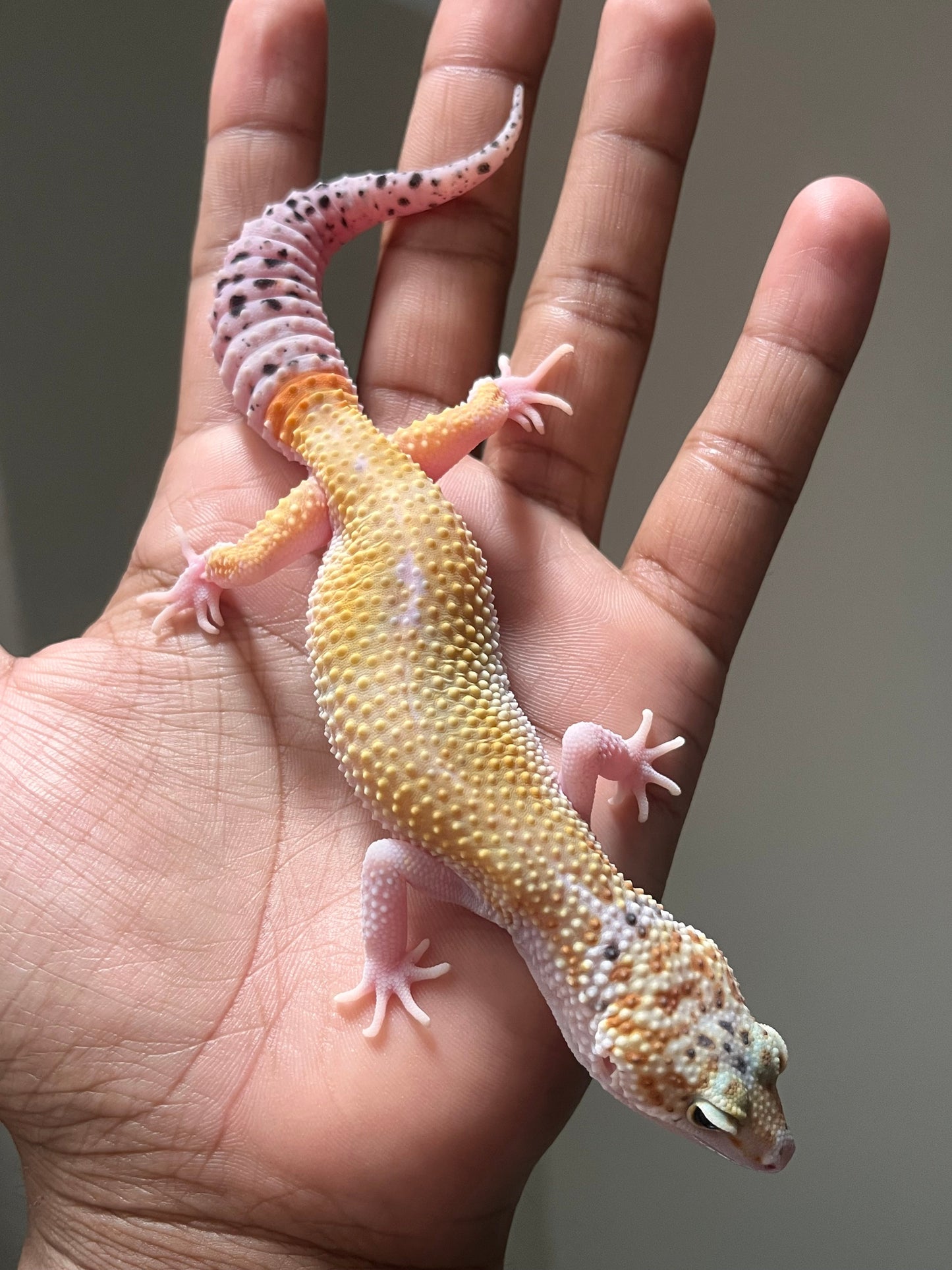 Gecko leopardo eclipse hembra - alfareptiles