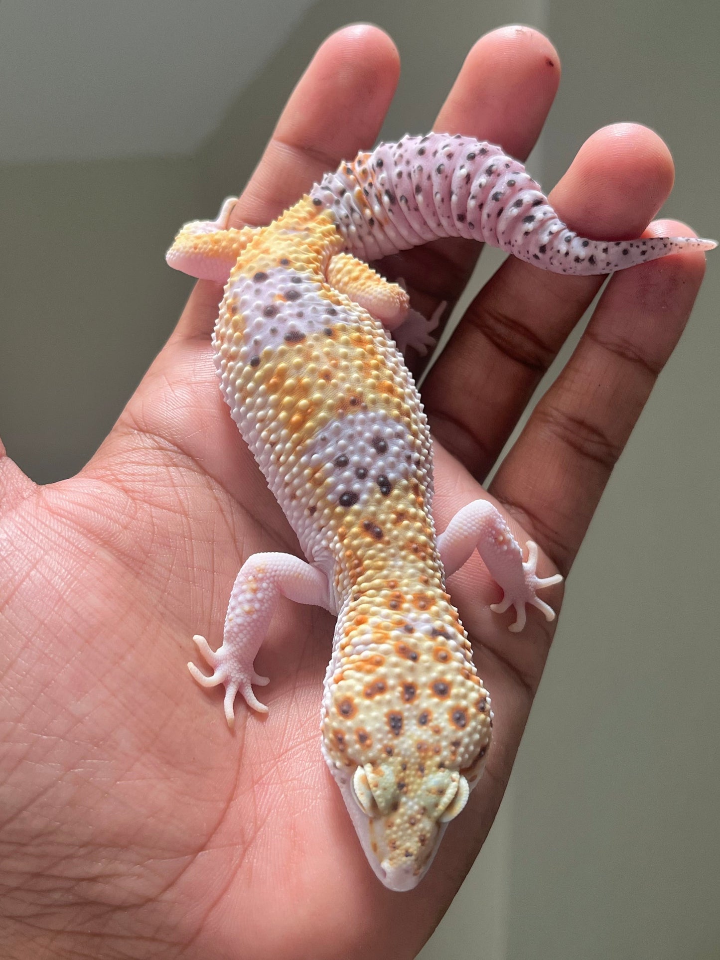 Gecko leopardo W&Y mack eclipse het tremper macho - alfareptiles