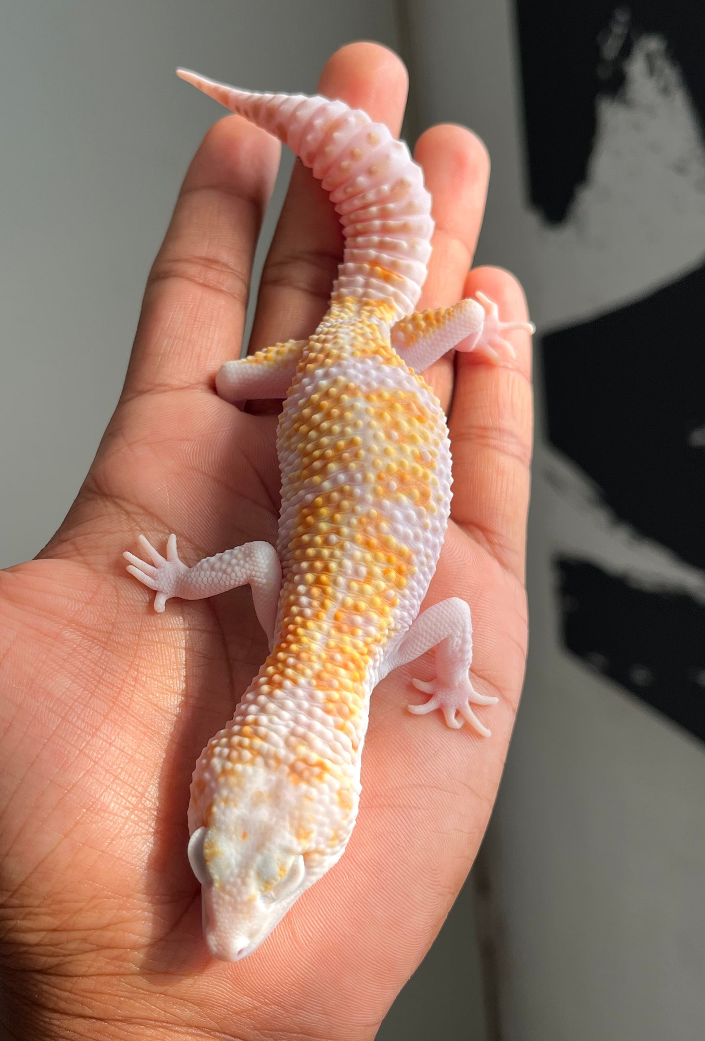 Gecko leopardo W&Y mack tremper macho - alfareptiles