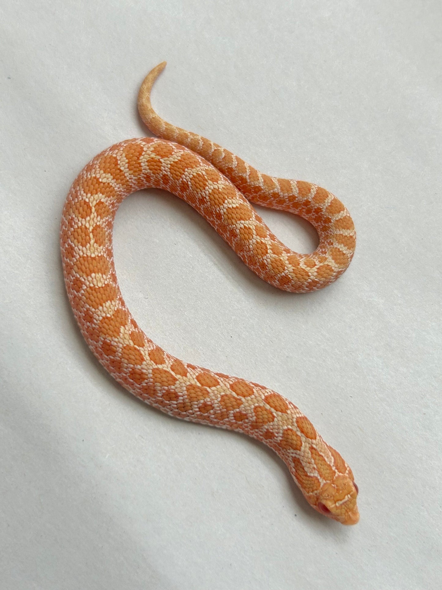 Hoggnose albino - alfareptiles