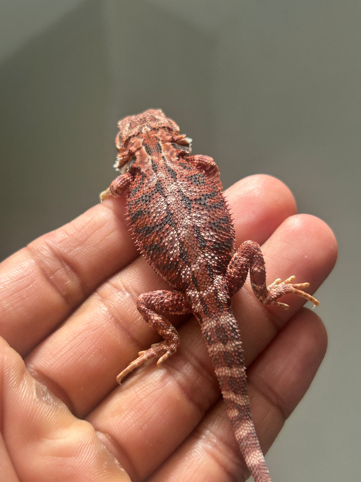 Pogona Red Blue Tiger Hembra