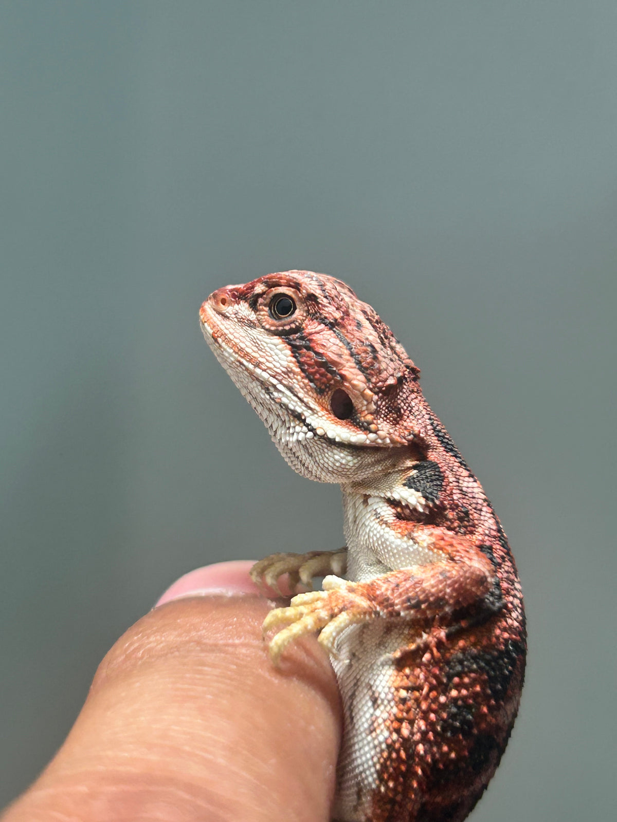 Pogona Red Blue Tiger Hembra