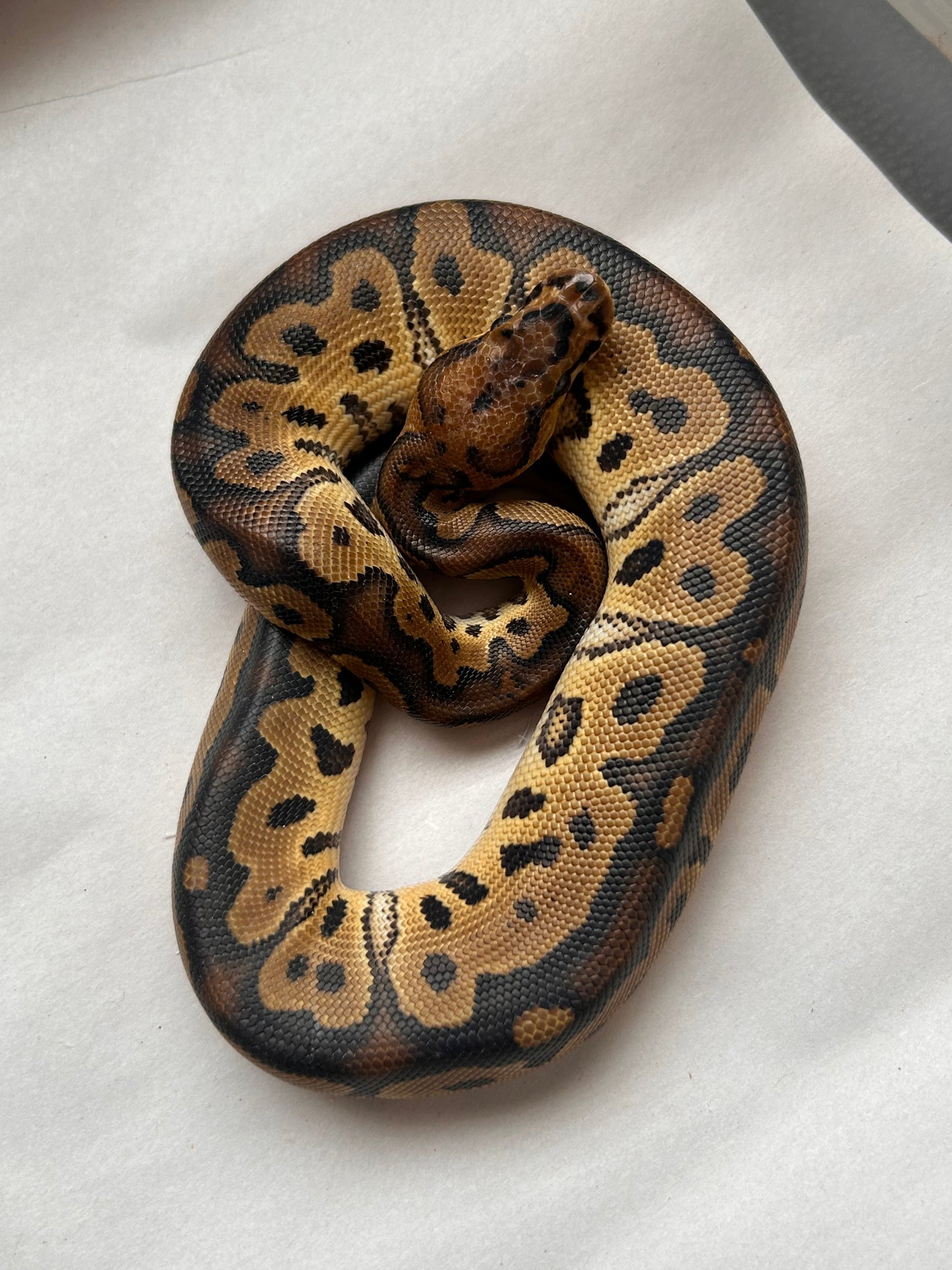 Pitón Bola Clown Black Head macho - alfareptiles