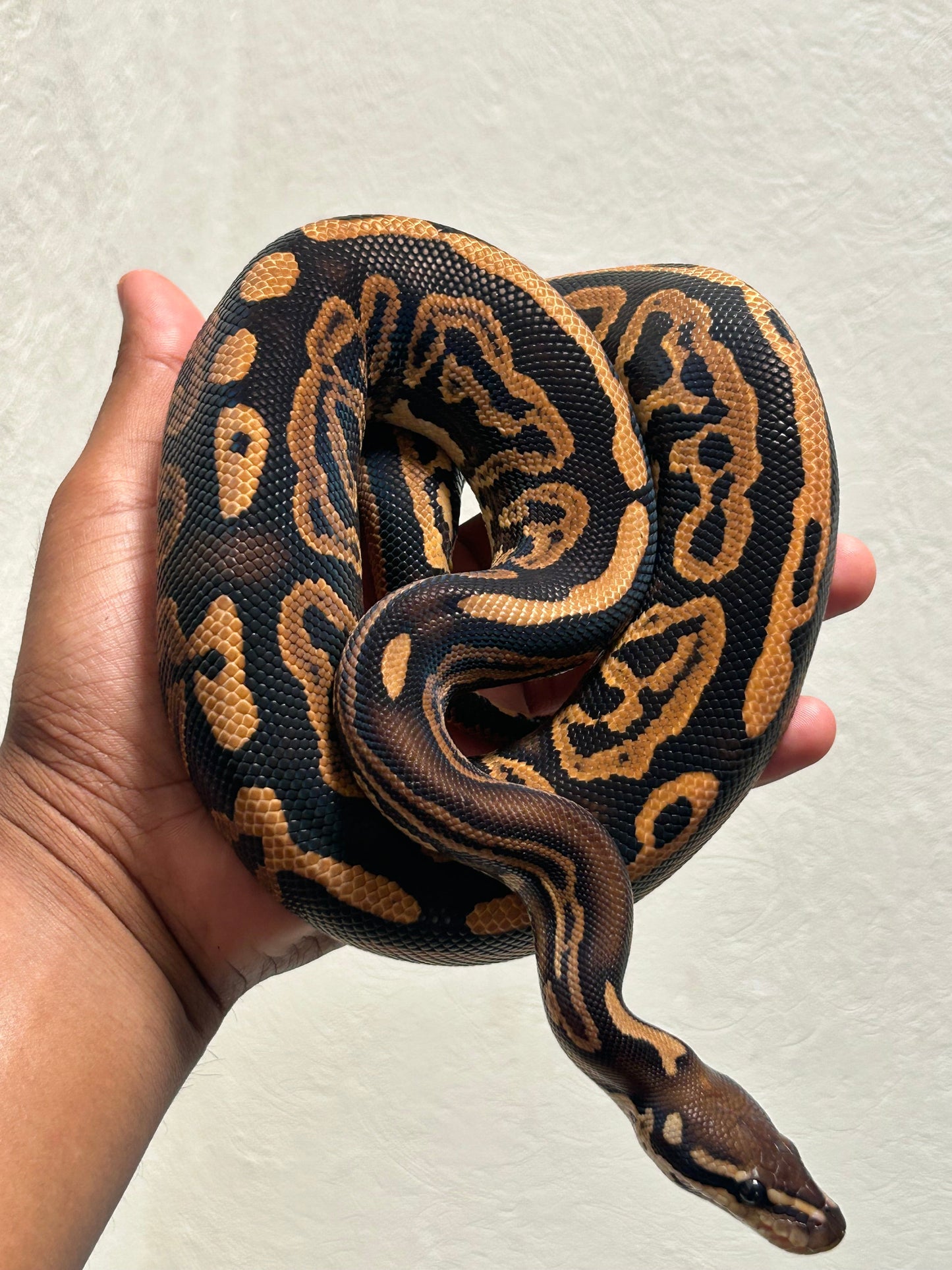 Pitón Bola Spotnose Leopard het clown poss het pied macho - alfareptiles