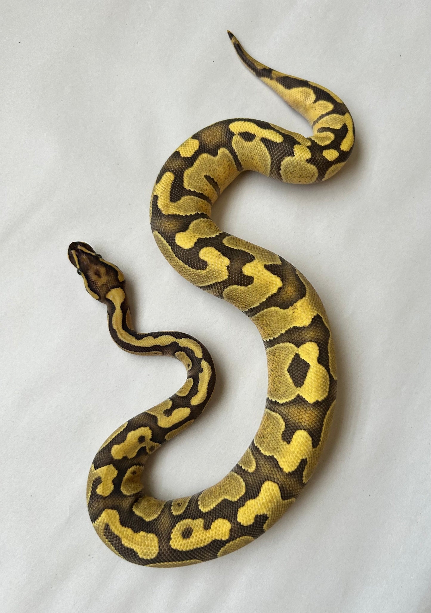 Pitón Bola Vainilla Enchi hembra de 1 año - alfareptiles