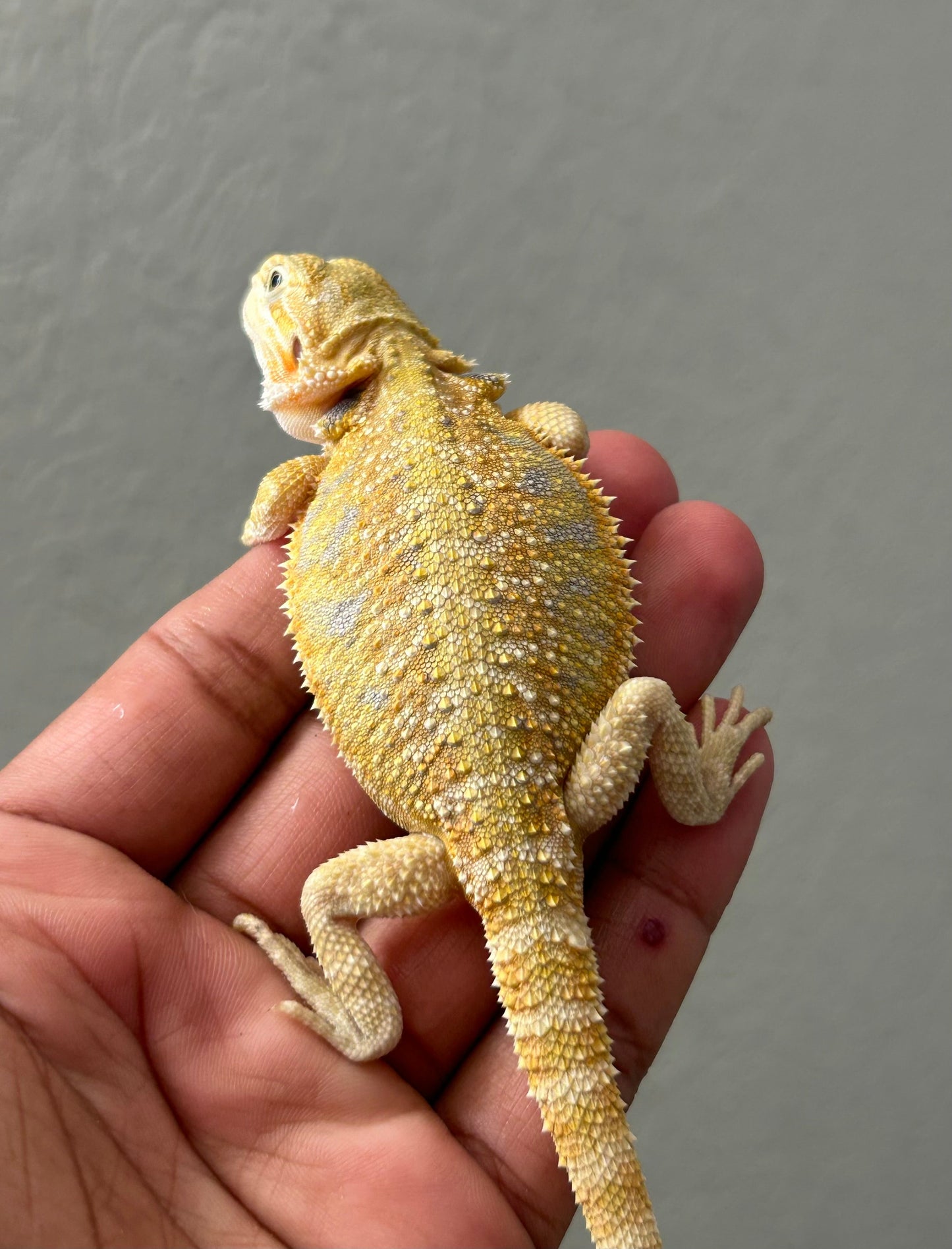 Pogona Citrus Hypo 66% het wero hembra - alfareptiles