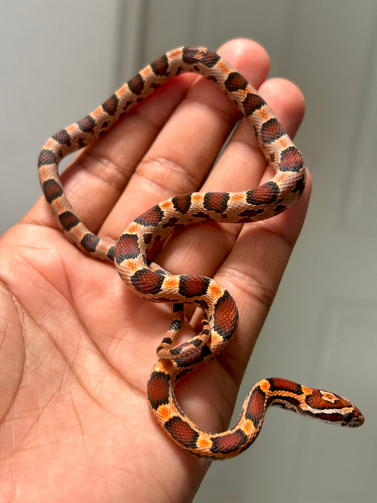 Serpiente maicera okeetee macho - alfareptiles