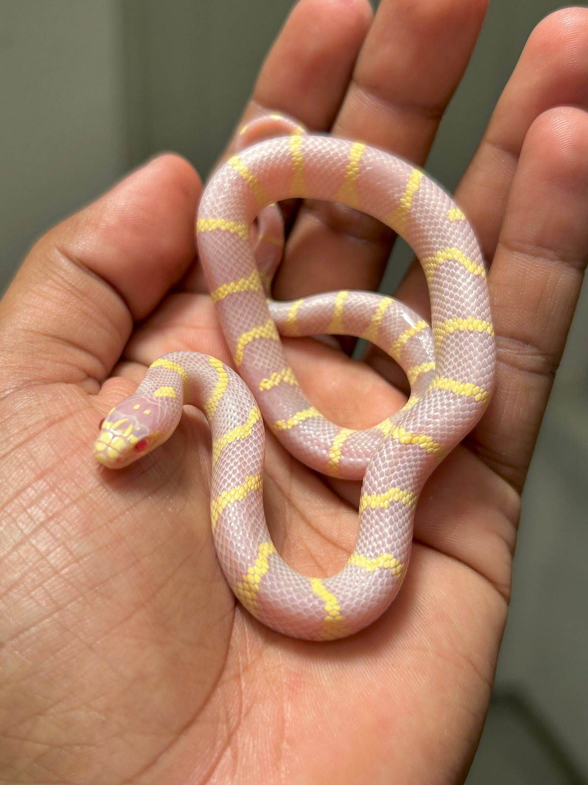 Serpiente rey de california albina macho - alfareptiles
