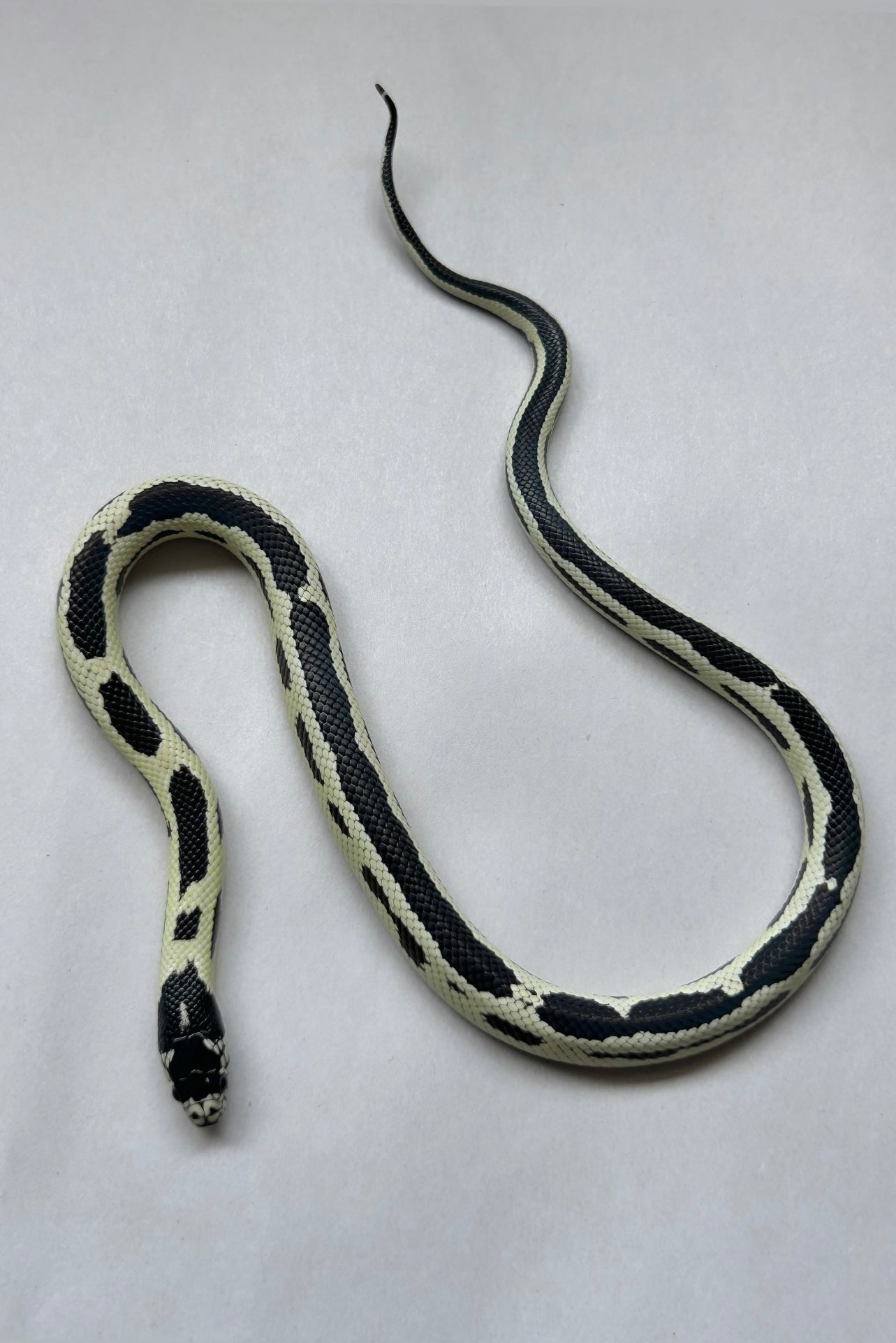 Serpiente Rey de California Reverse Stipe macho - alfareptiles