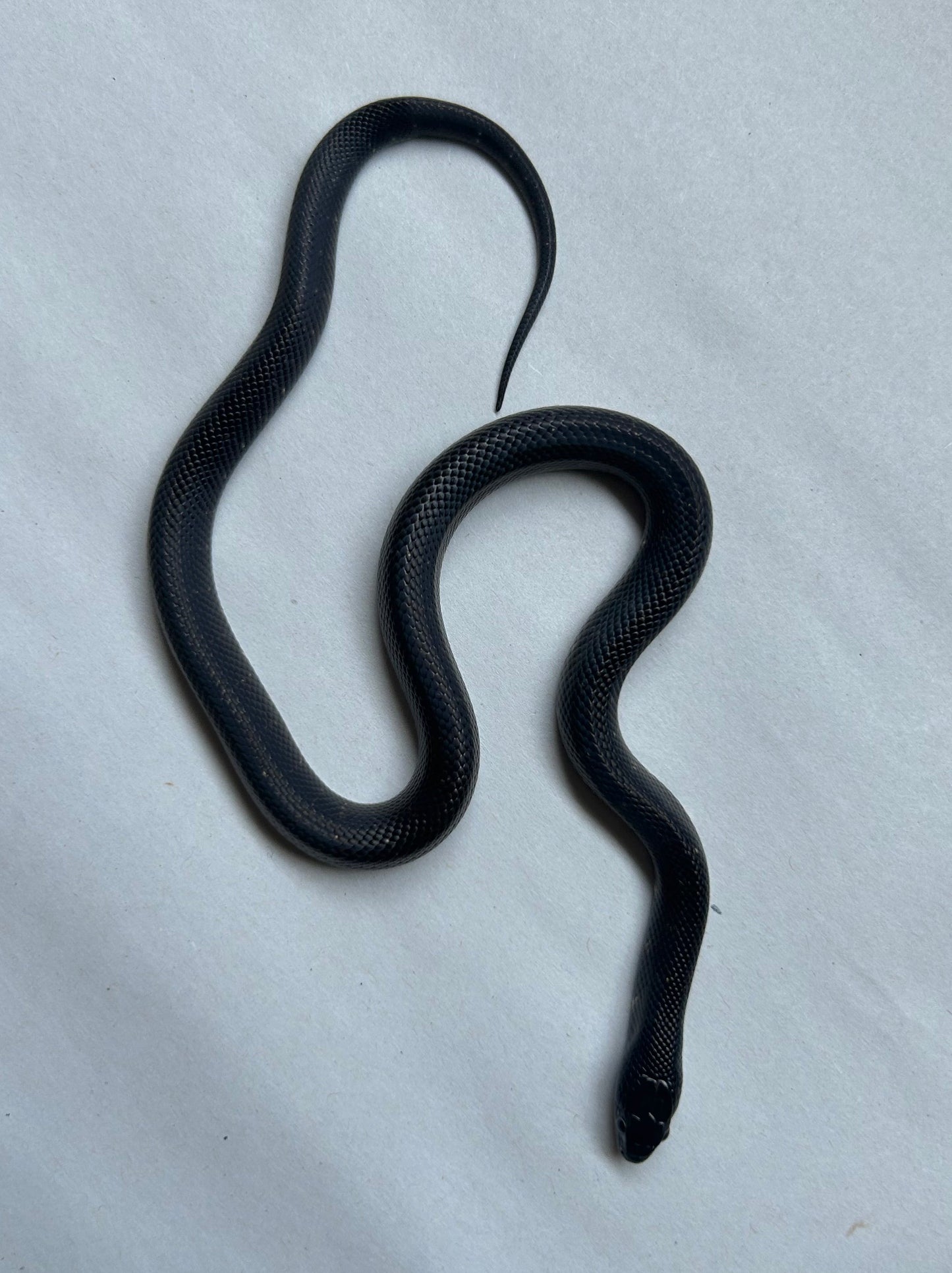 Serpiente Rey Negra Mexicana - alfareptiles