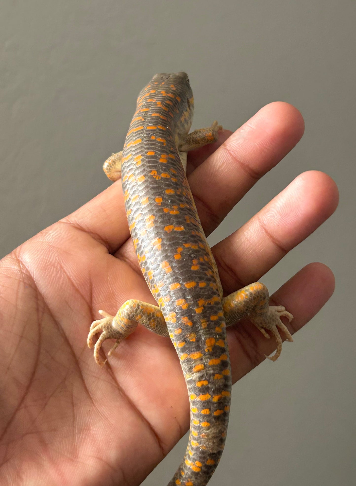 Skink shneider - alfareptiles
