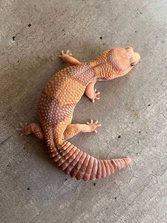 Gecko cola gorda Amel hembra adulta - alfareptiles