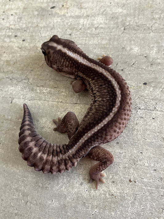 Gecko cola gorda oreo patternless stripe hembra adulta - alfareptiles
