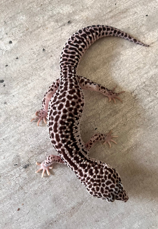 Gecko leopardo Super snow het tremper poss het eclipse - alfareptiles