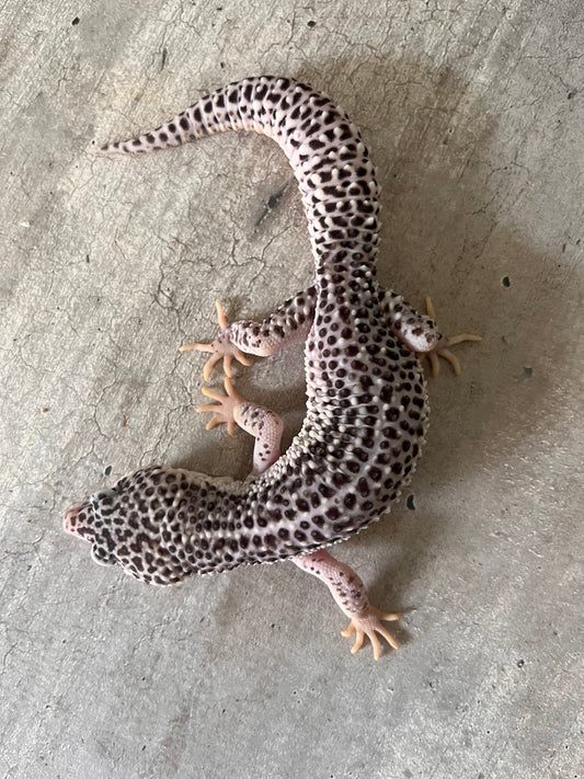 Gecko leopardo Super snow het tremper poss het eclipse macho - alfareptiles