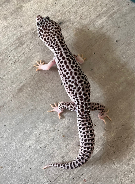 Gecko leopardo Super snow het tremper poss het eclipse macho - alfareptiles