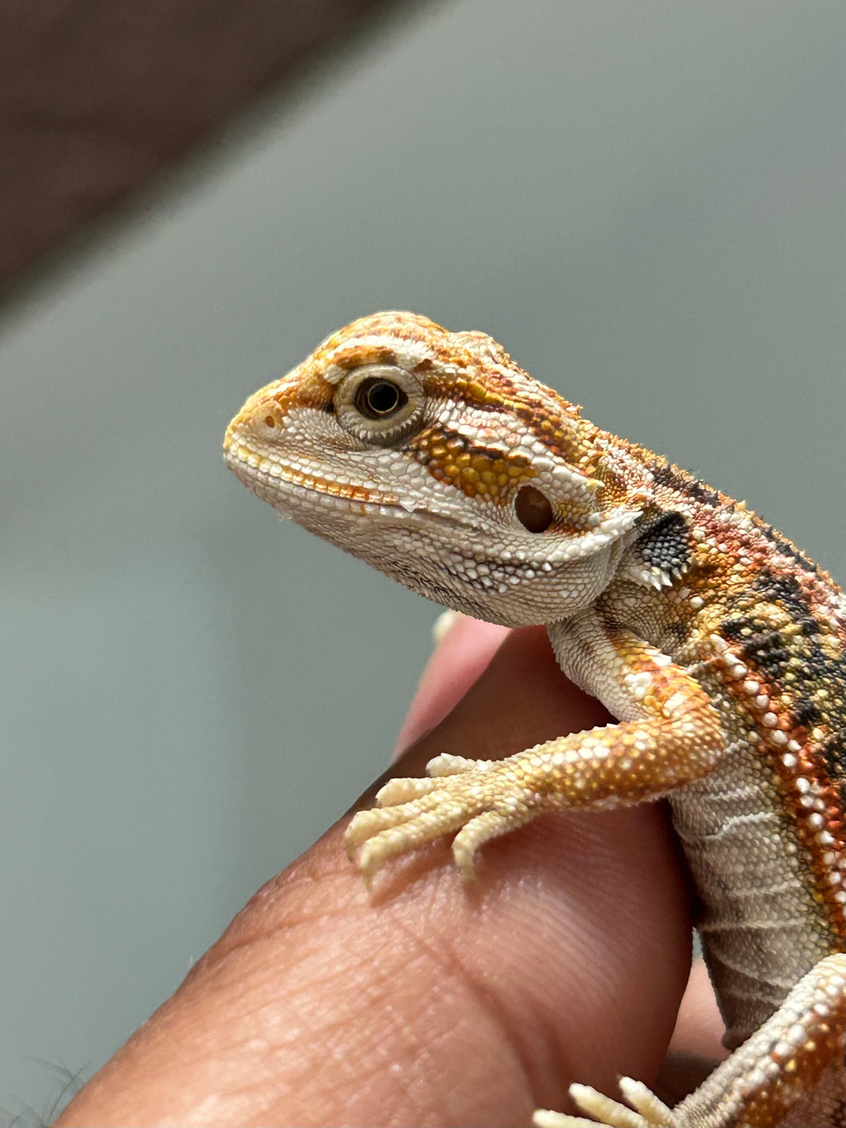 Pogona Orange hypo dunner hembra